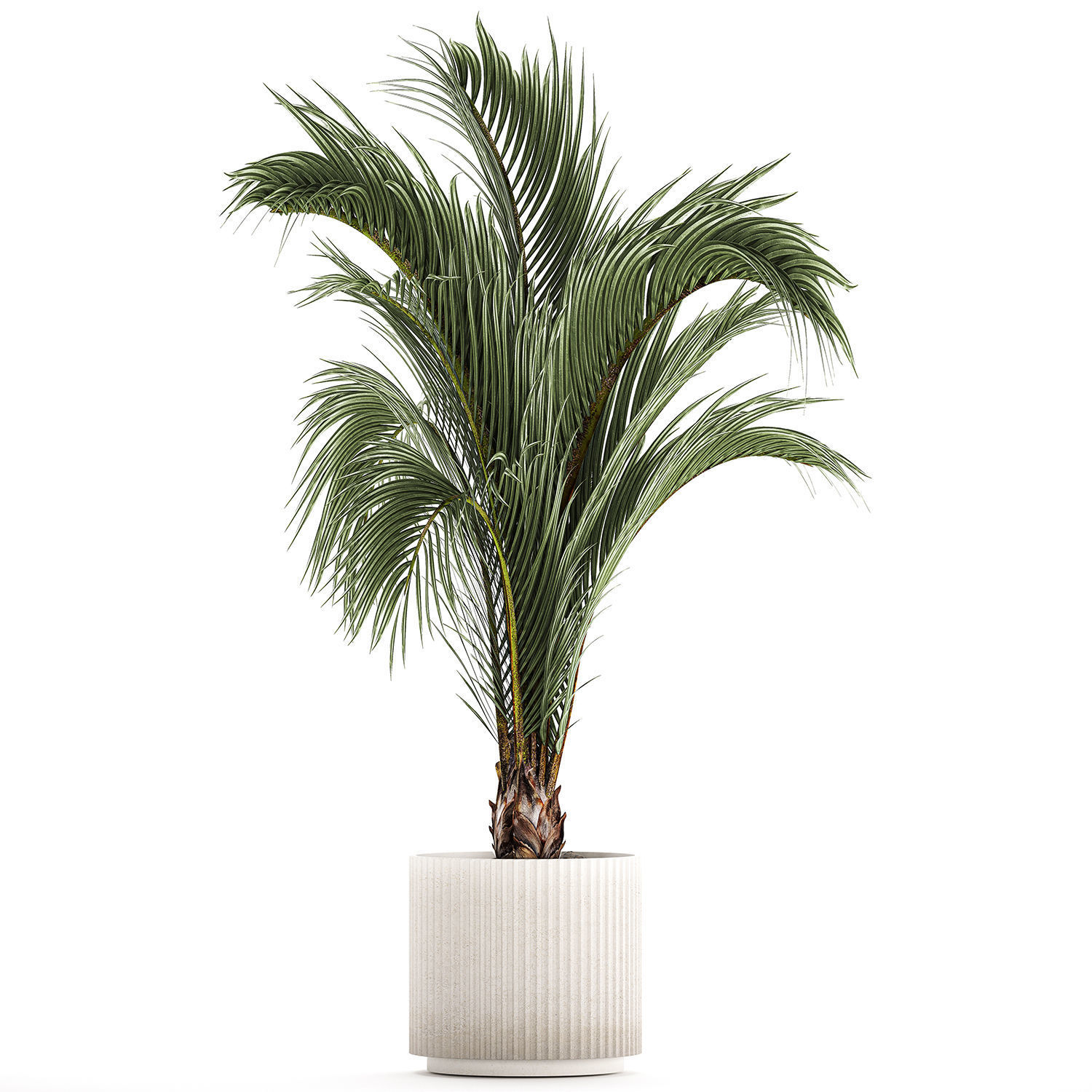 Areca And Hedyscepe Palm Bush In Flowerpot 1225 3D model_5