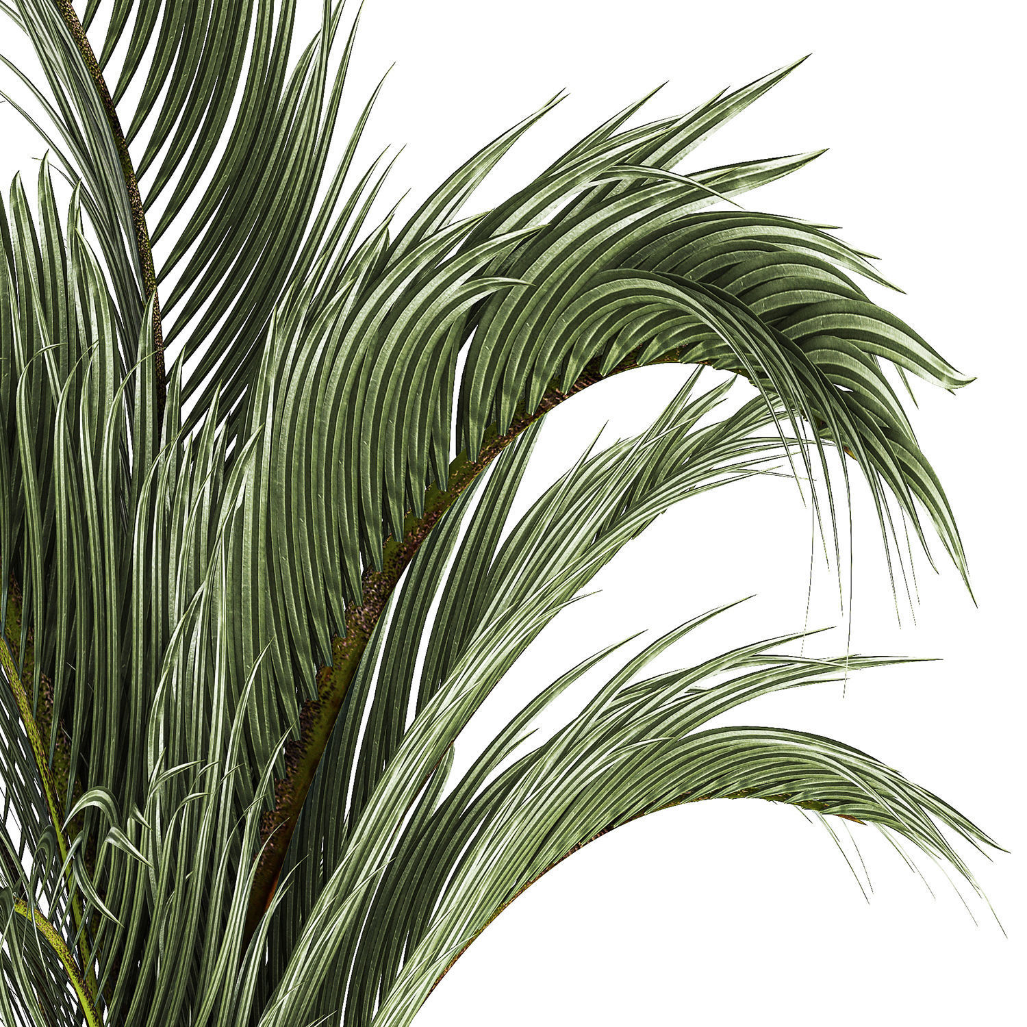 Areca And Hedyscepe Palm Bush In Flowerpot 1225 3D model_7