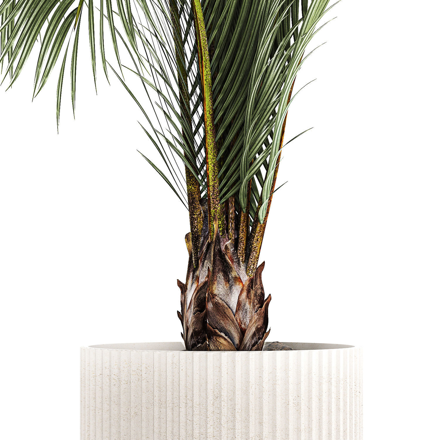 Areca And Hedyscepe Palm Bush In Flowerpot 1225 3D model_3