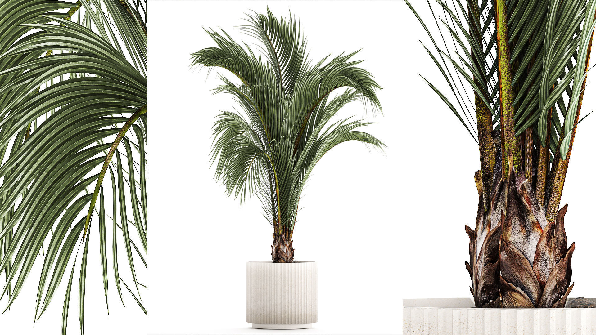 Areca And Hedyscepe Palm Bush In Flowerpot 1225 3D model_1