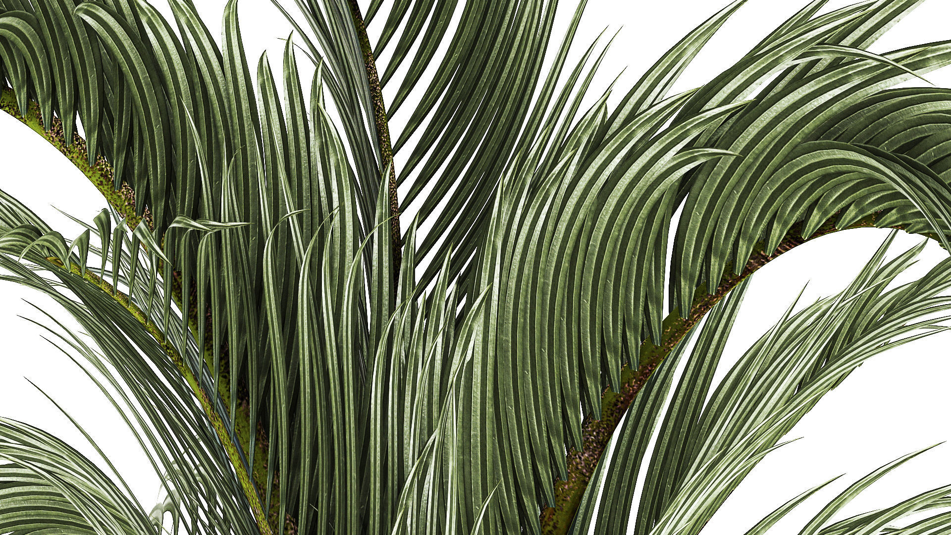 Areca And Hedyscepe Palm Bush In Flowerpot 1225 3D model_2