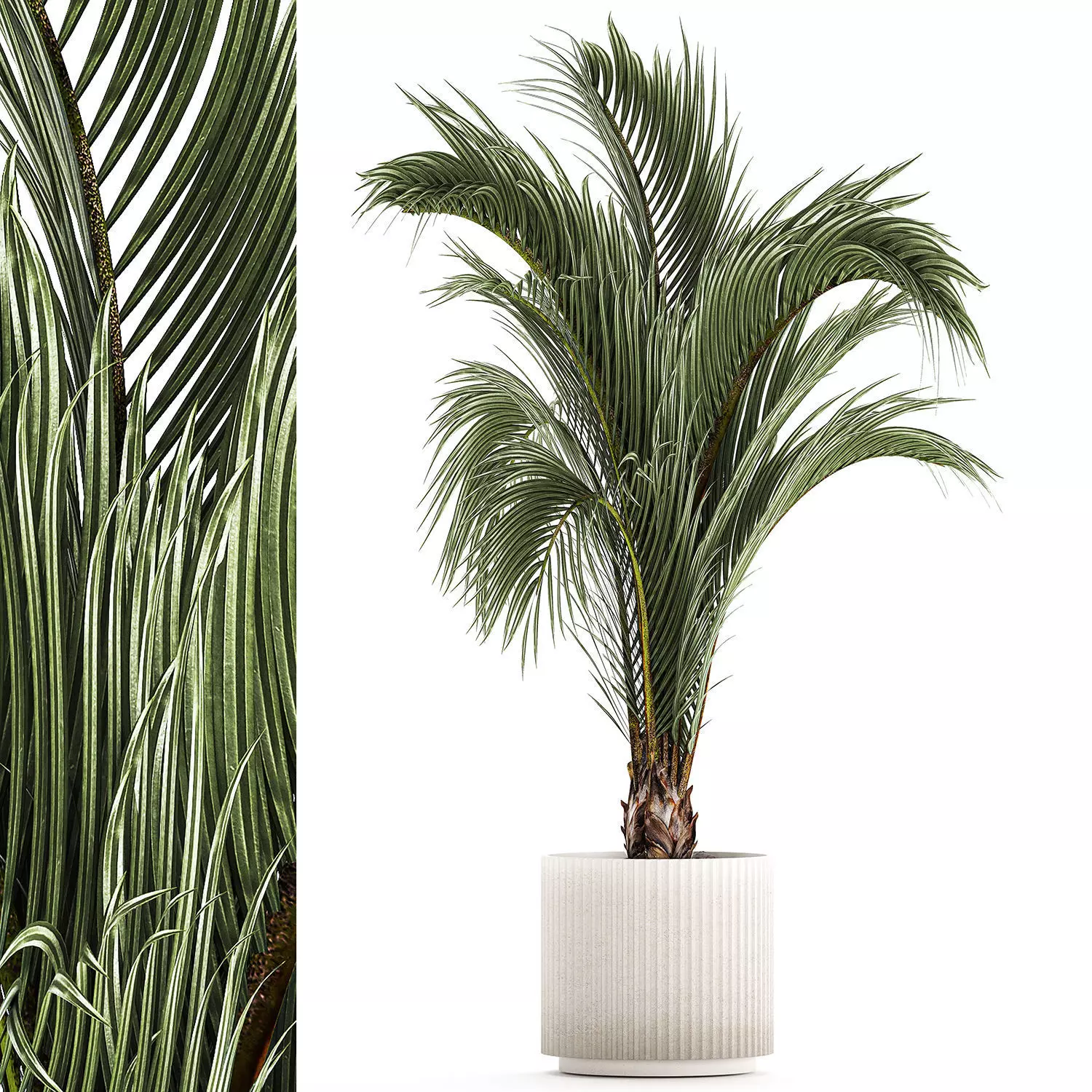 Areca And Hedyscepe Palm Bush In Flowerpot 1225 3D model_0