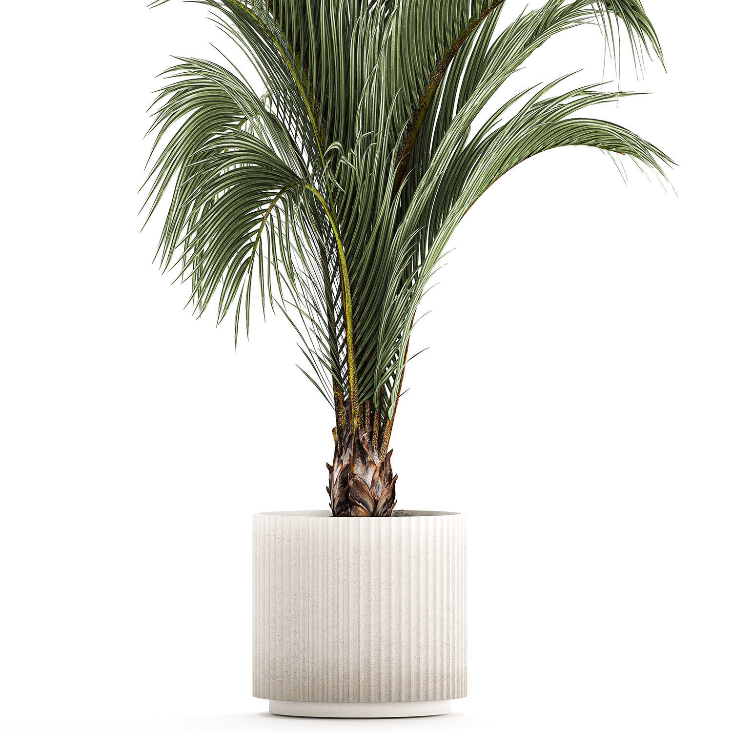 Areca And Hedyscepe Palm Bush In Flowerpot 1225 3D model_6