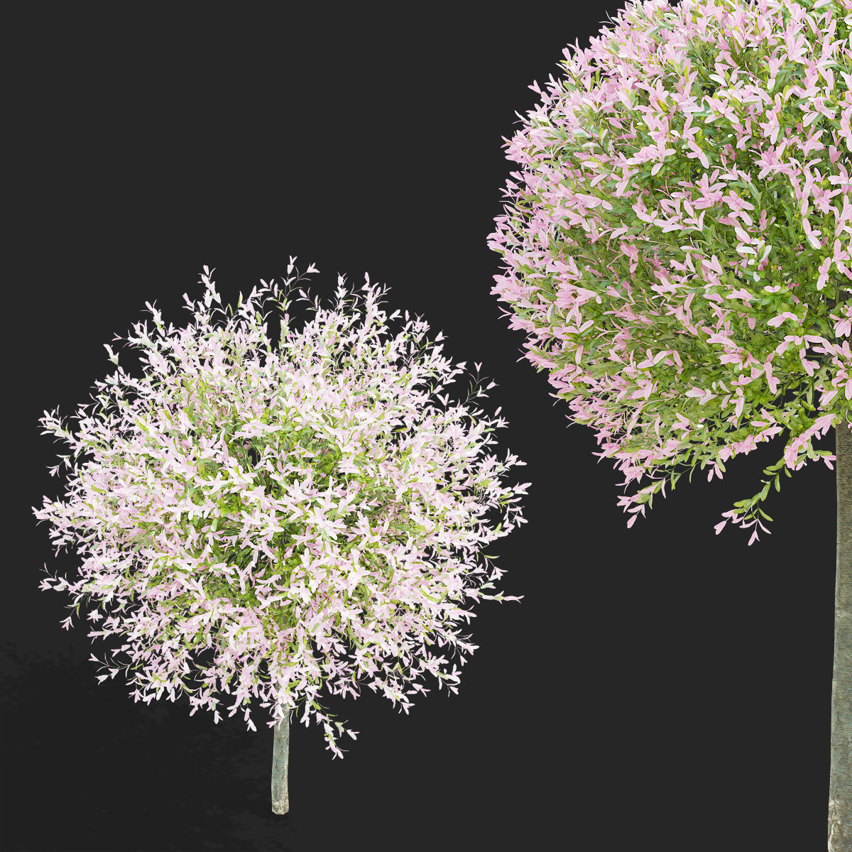 Salix integra hakuro-nishiki trees 3D model_7