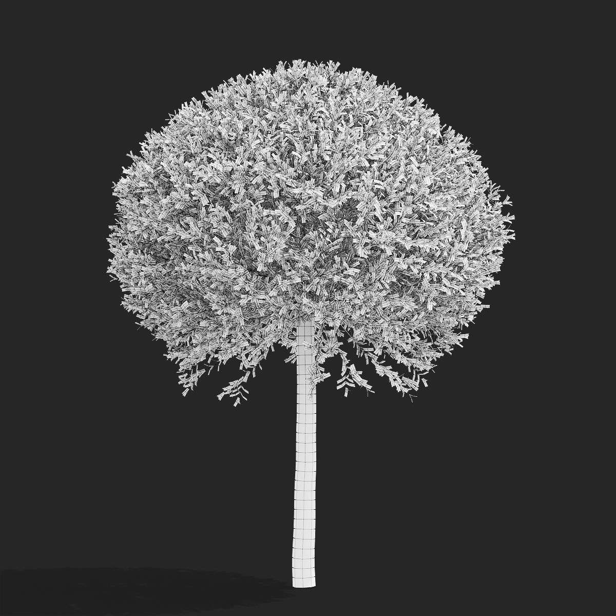 Salix integra hakuro-nishiki trees 3D model_6