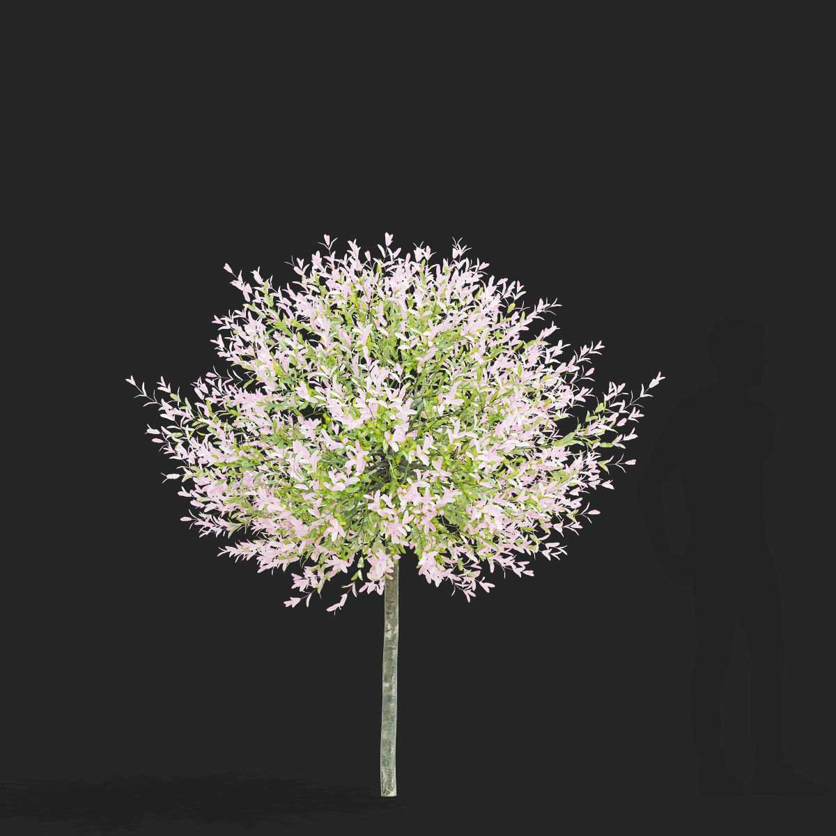 Salix integra hakuro-nishiki trees 3D model_2