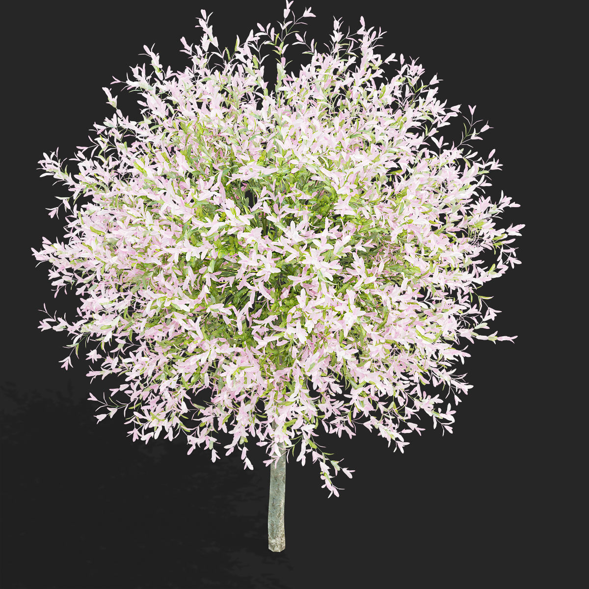 Salix integra hakuro-nishiki trees 3D model_10