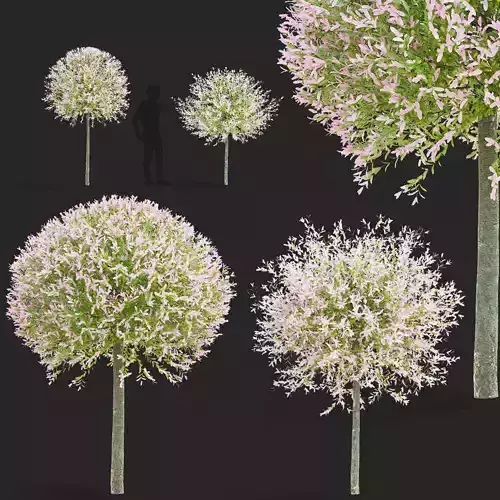 Salix integra hakuro-nishiki trees 3D model