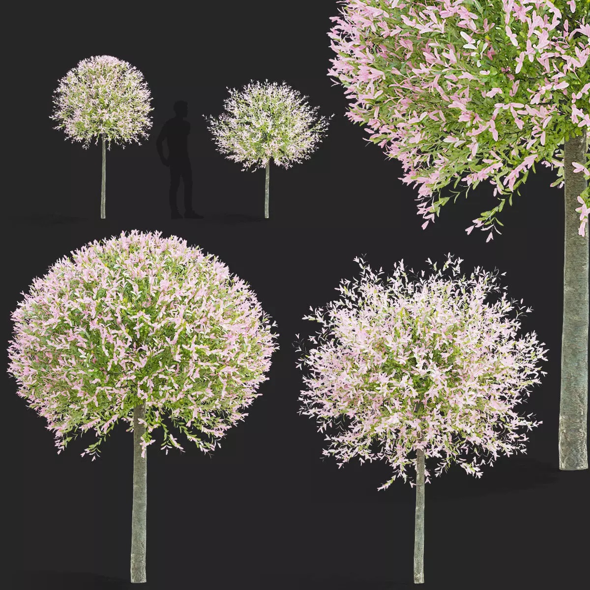 Salix integra hakuro-nishiki trees 3D model_0