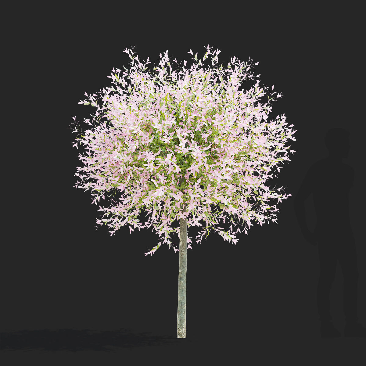 Salix integra hakuro-nishiki trees 3D model_4