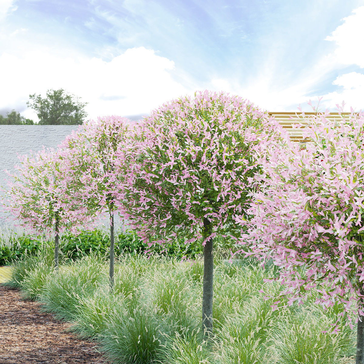 Salix integra hakuro-nishiki trees 3D model_1