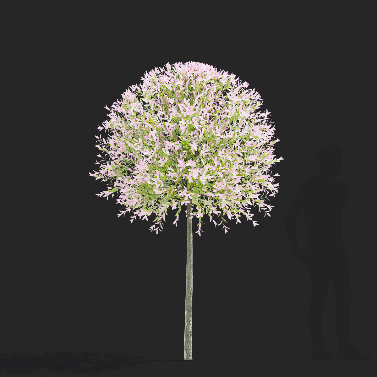 Salix integra hakuro-nishiki trees 3D model_3