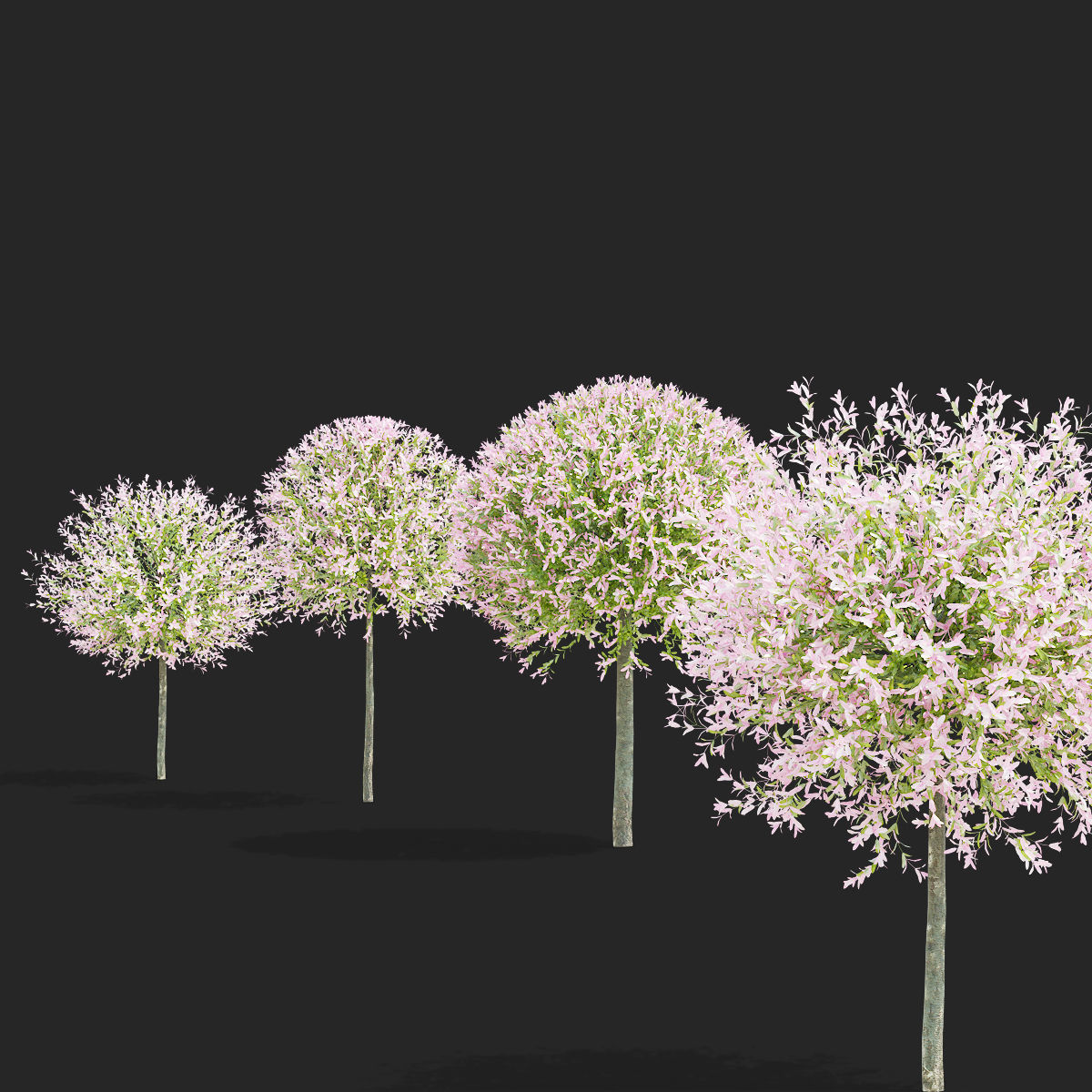 Salix integra hakuro-nishiki trees 3D model_9