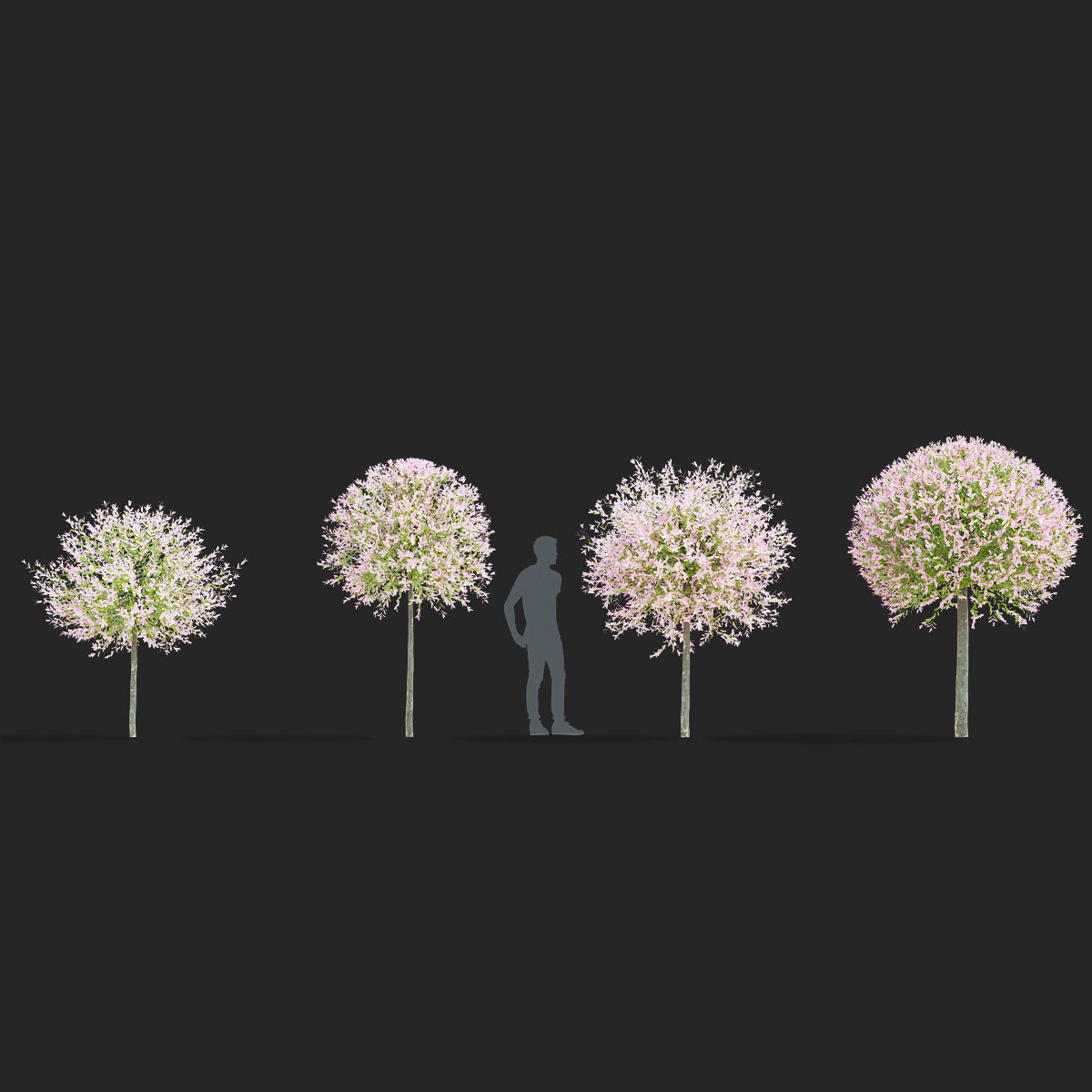 Salix integra hakuro-nishiki trees 3D model_8
