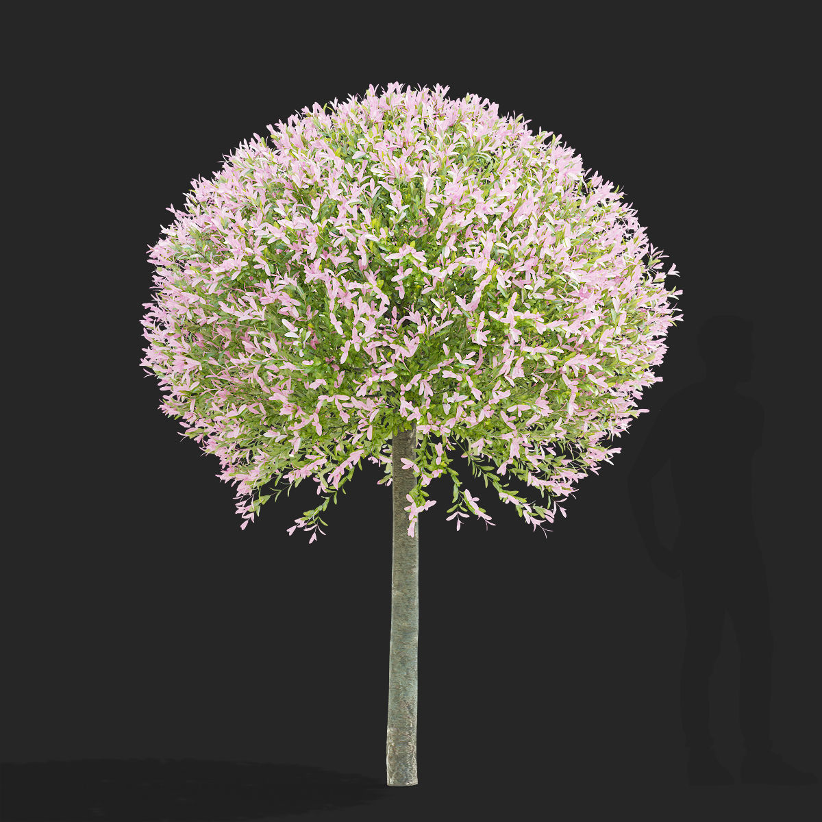 Salix integra hakuro-nishiki trees 3D model_5