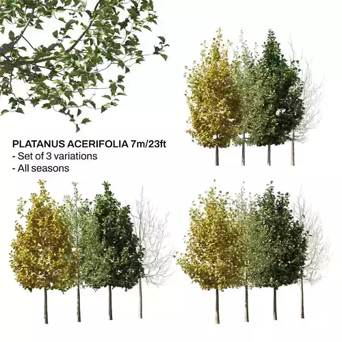 Platanus Acerifolia Set 7m