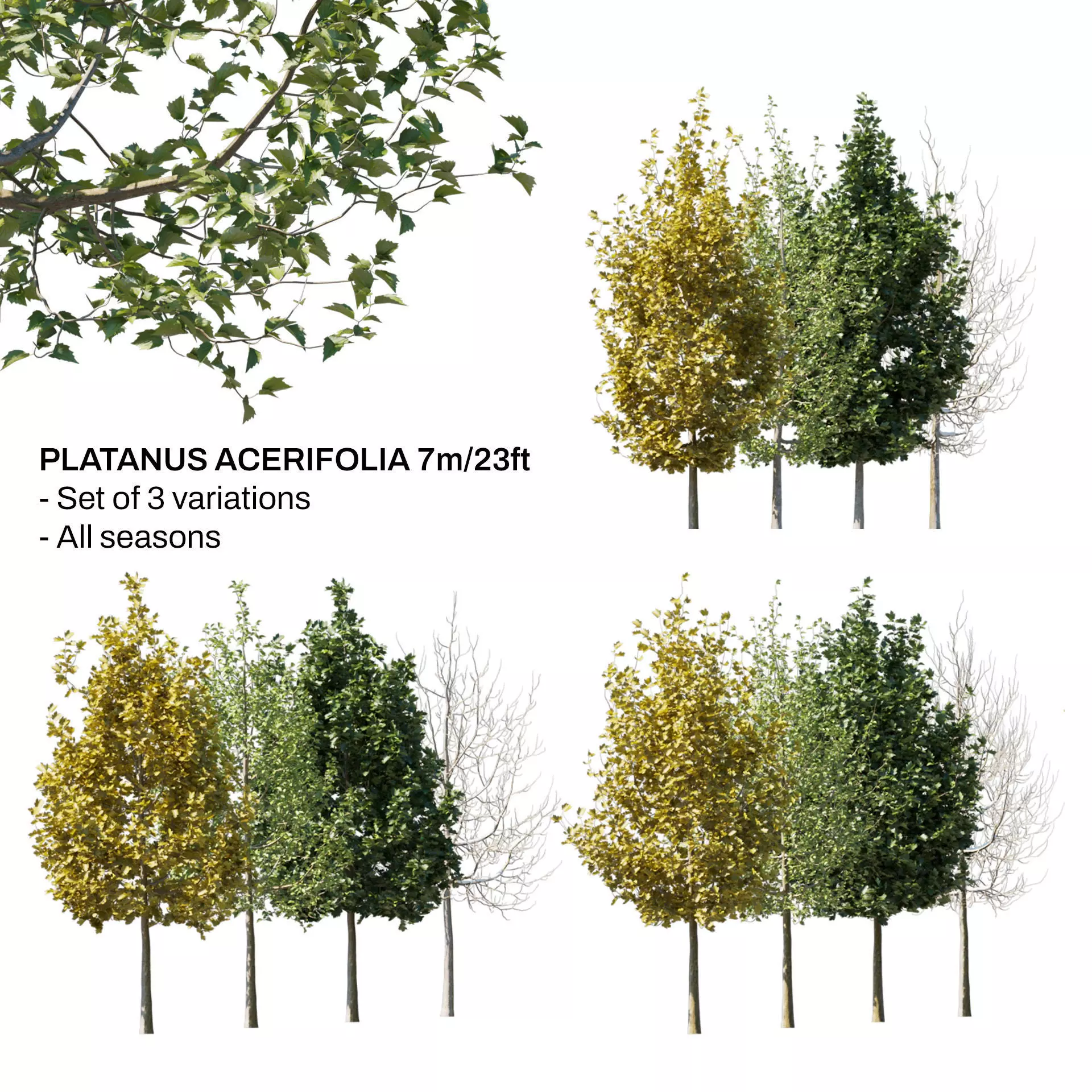 Platanus Acerifolia Set 7m 3D model