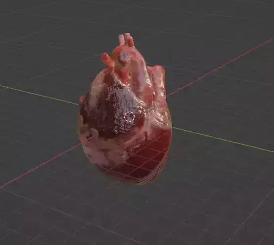 Heart human