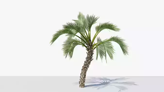 Howea Belmoreana Curly Palm