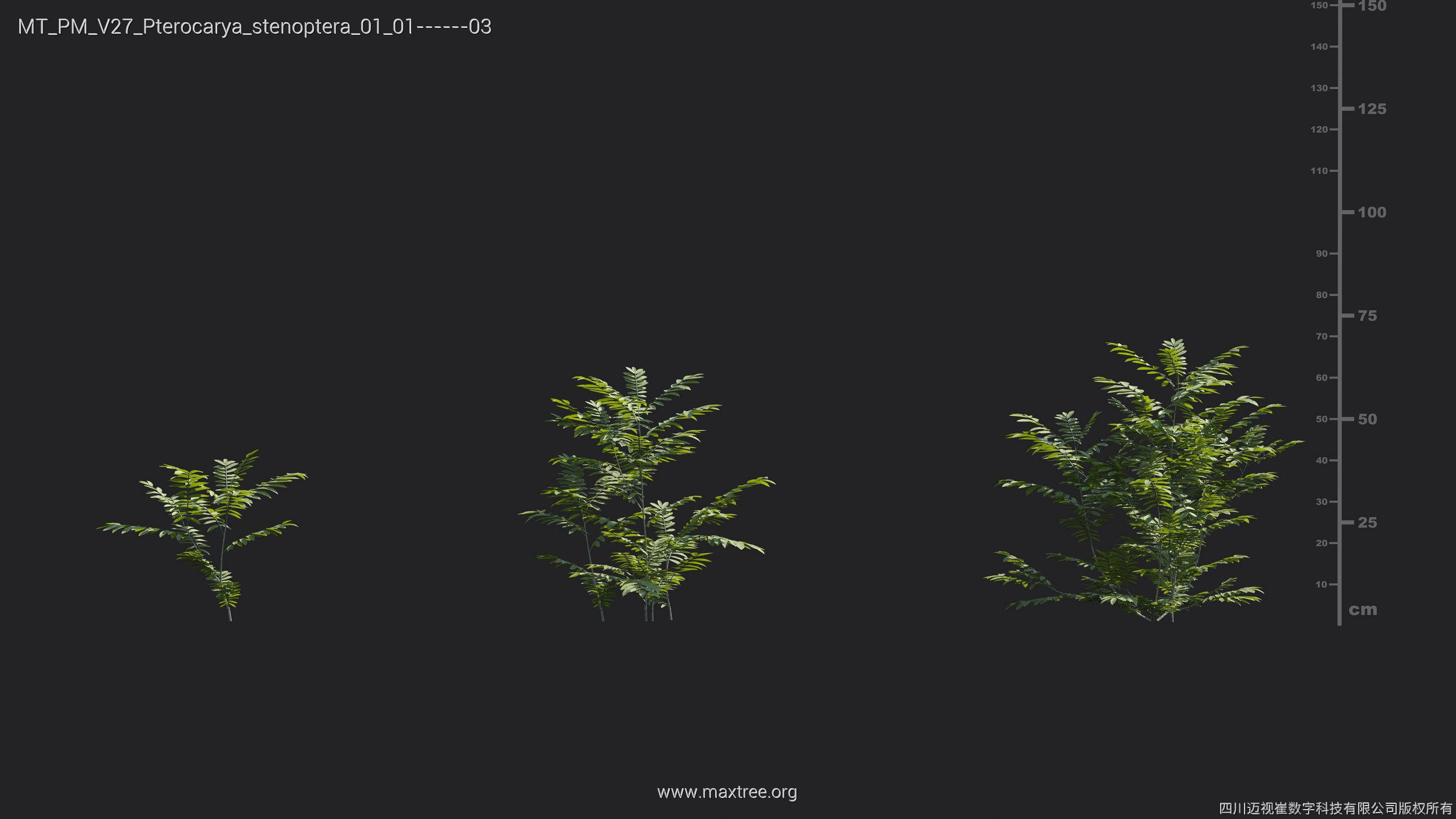 Maxtree Plant Models Vol 27 - Mesh 3D model_20