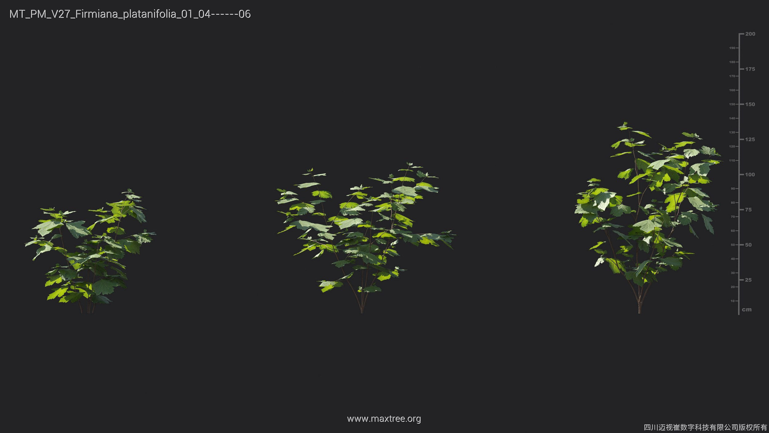 Maxtree Plant Models Vol 27 - Mesh 3D model_11