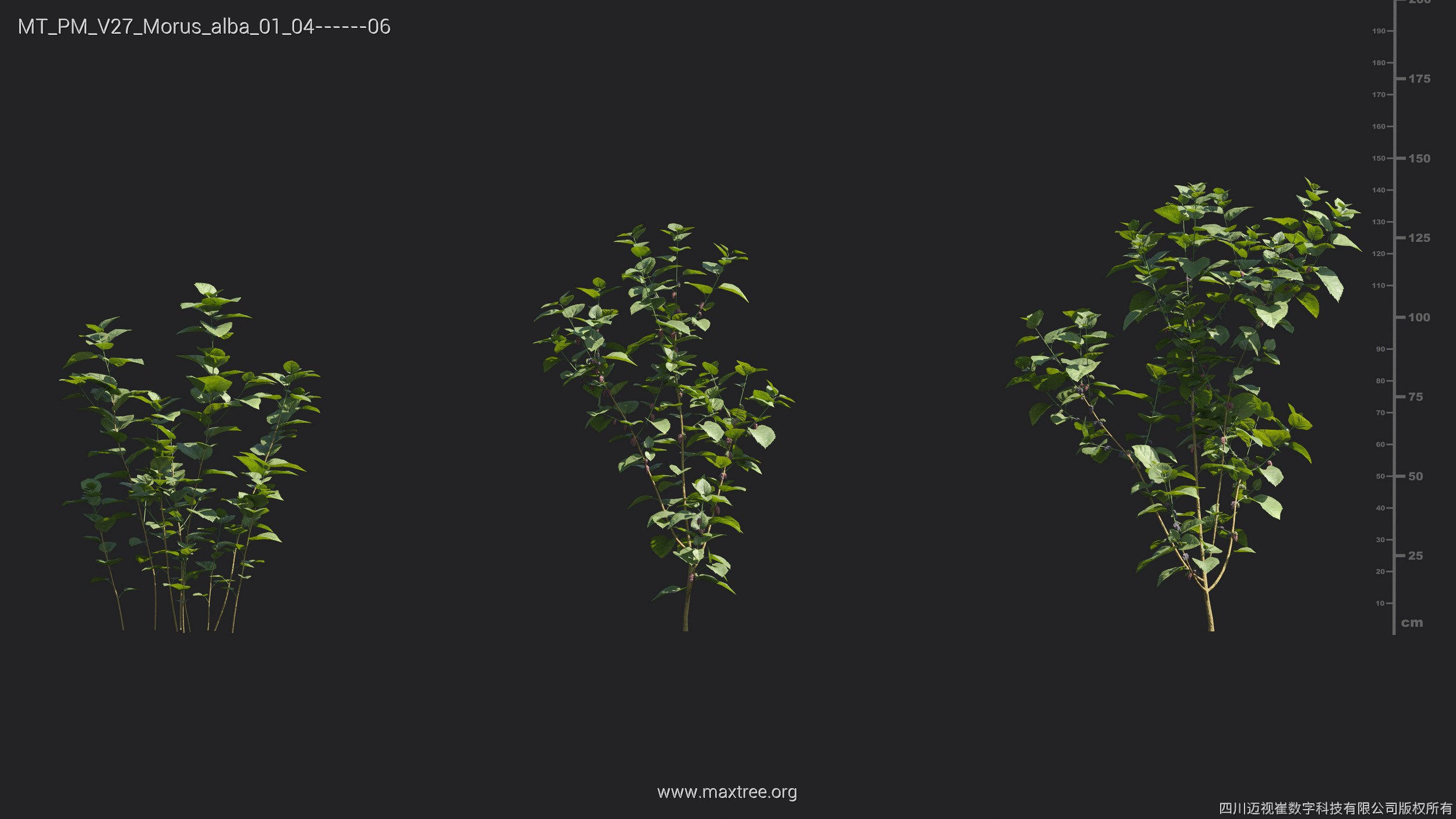 Maxtree Plant Models Vol 27 - Mesh 3D model_19
