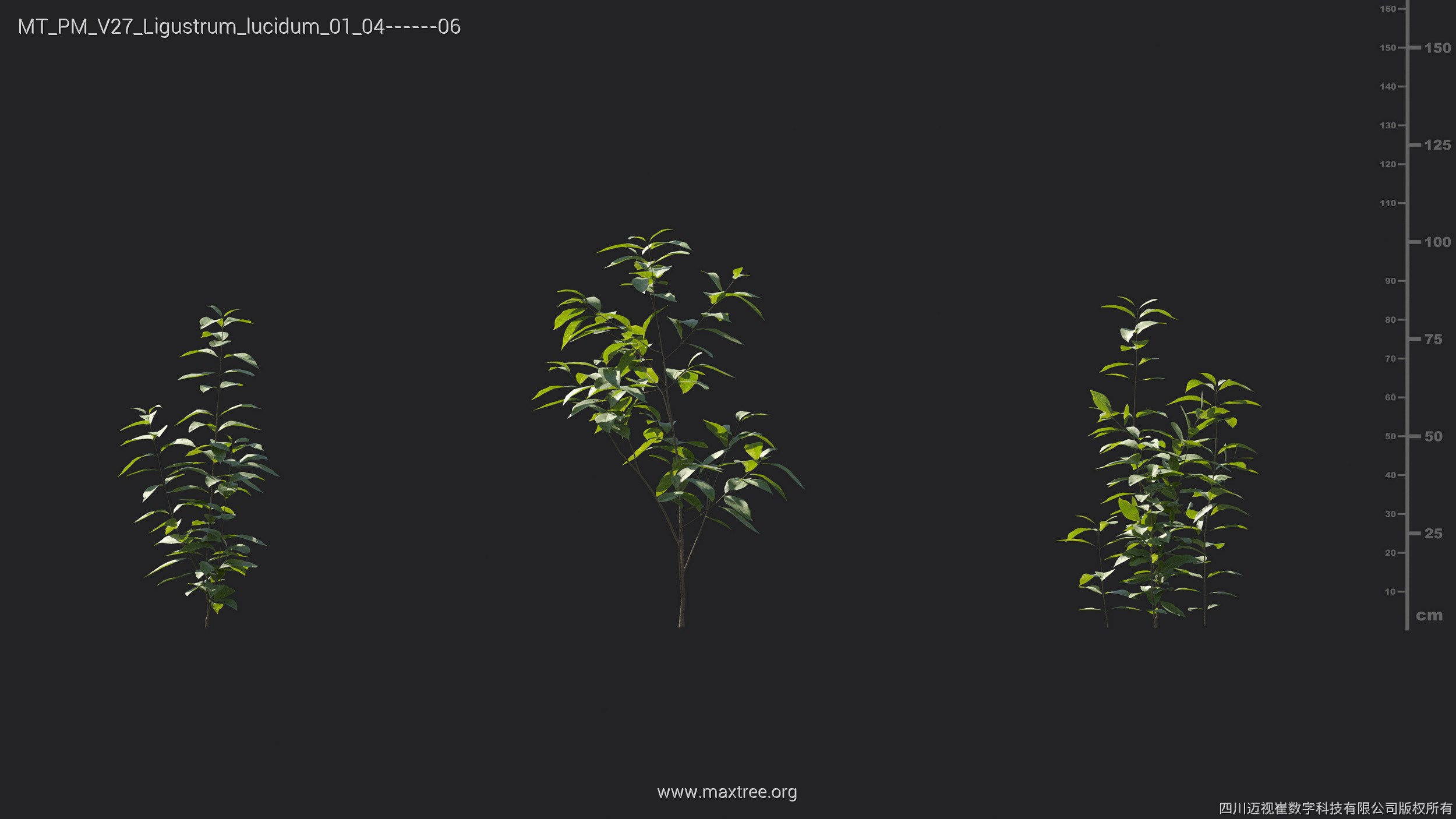 Maxtree Plant Models Vol 27 - Mesh 3D model_15