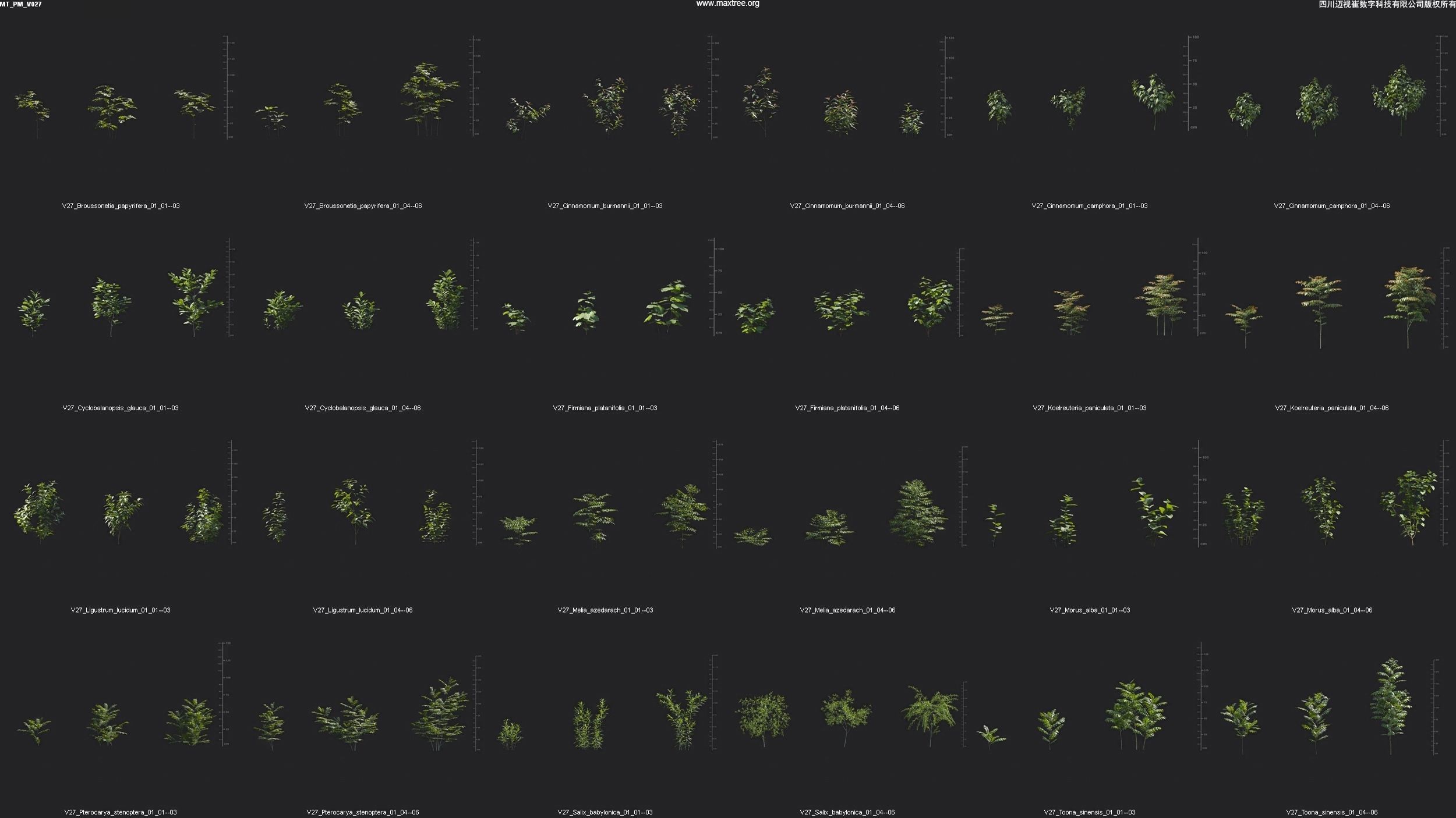 Maxtree Plant Models Vol 27 - Mesh 3D model_1