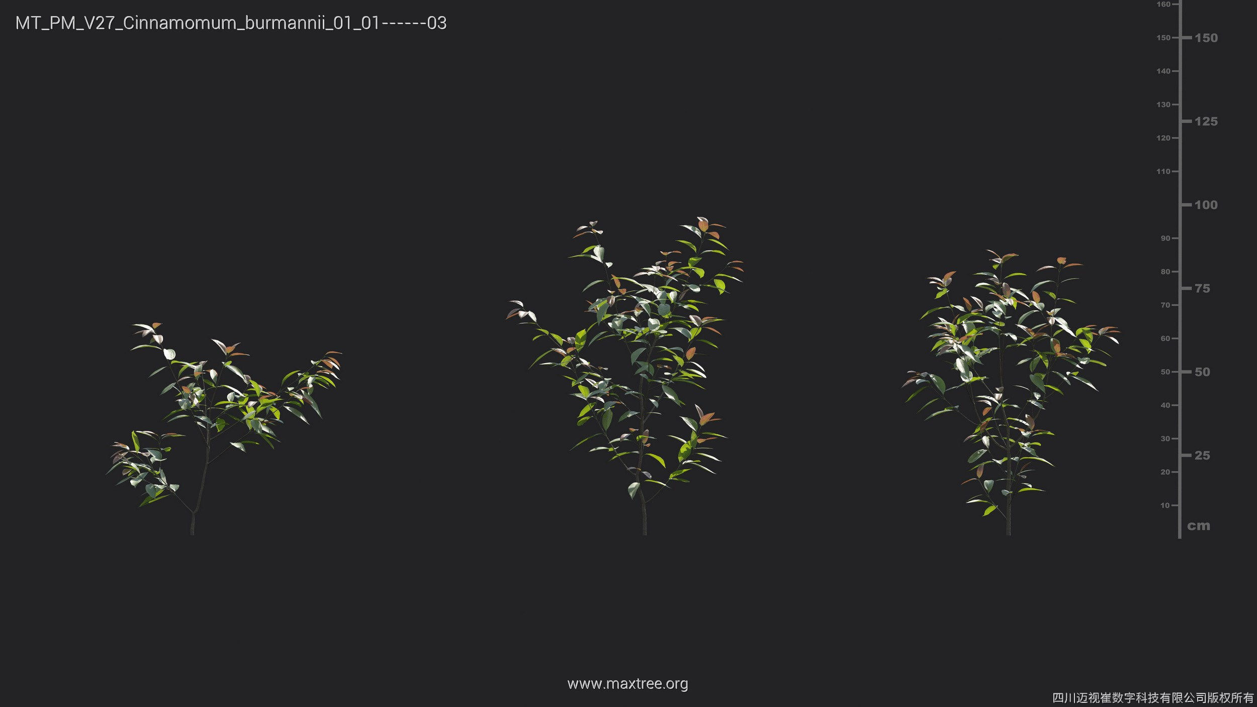 Maxtree Plant Models Vol 27 - Mesh 3D model_4