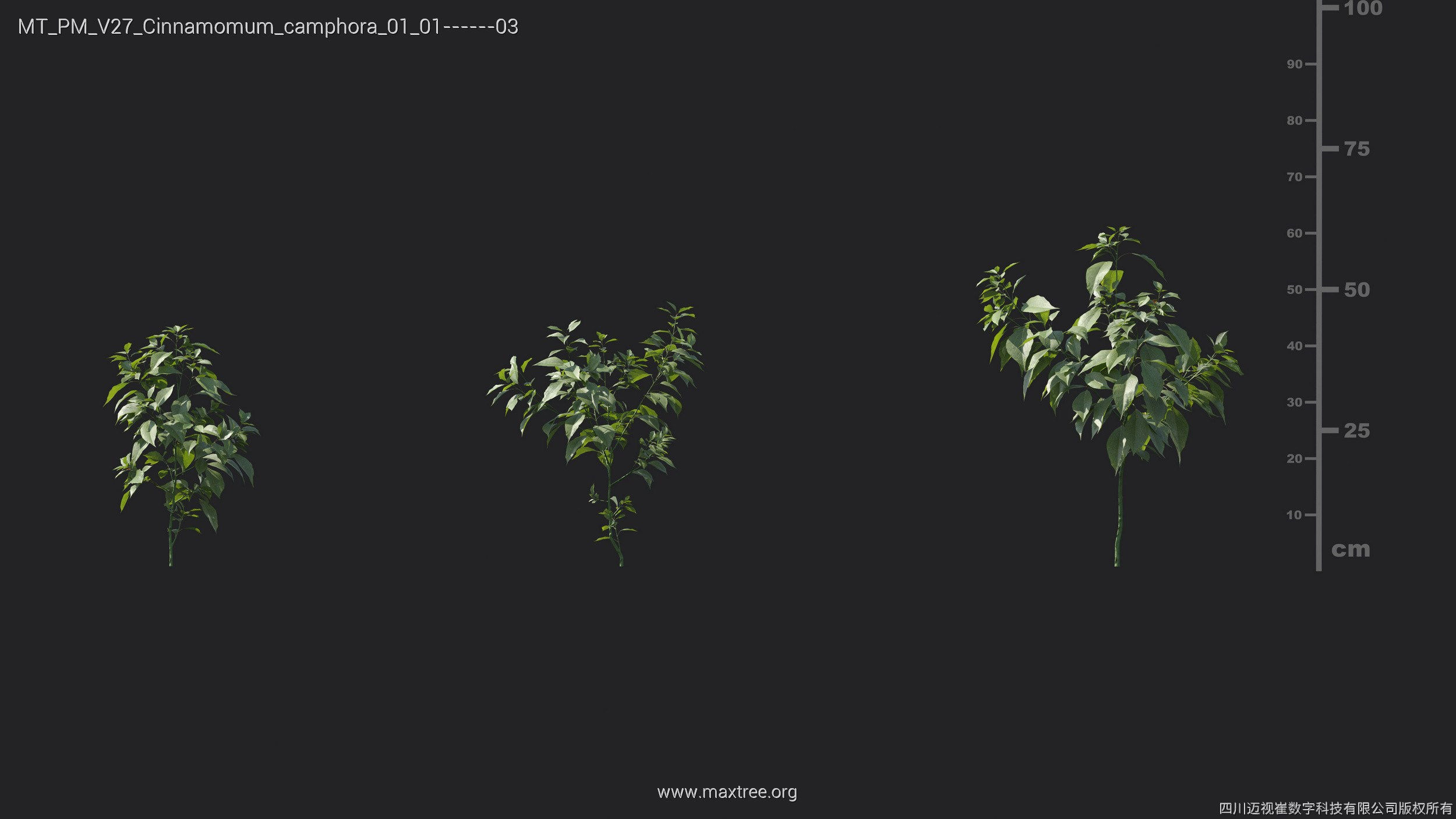 Maxtree Plant Models Vol 27 - Mesh 3D model_6