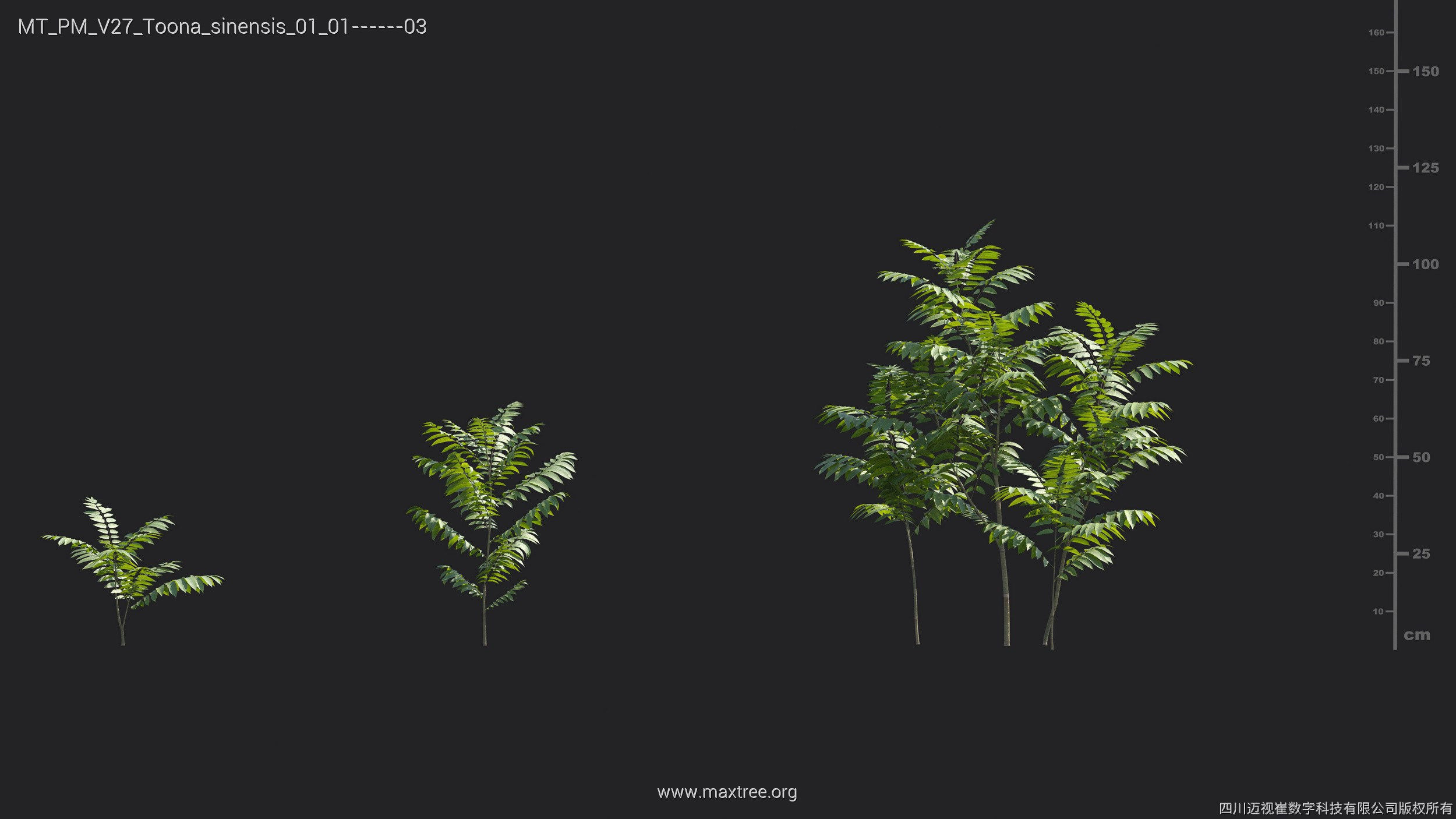 Maxtree Plant Models Vol 27 - Mesh 3D model_24