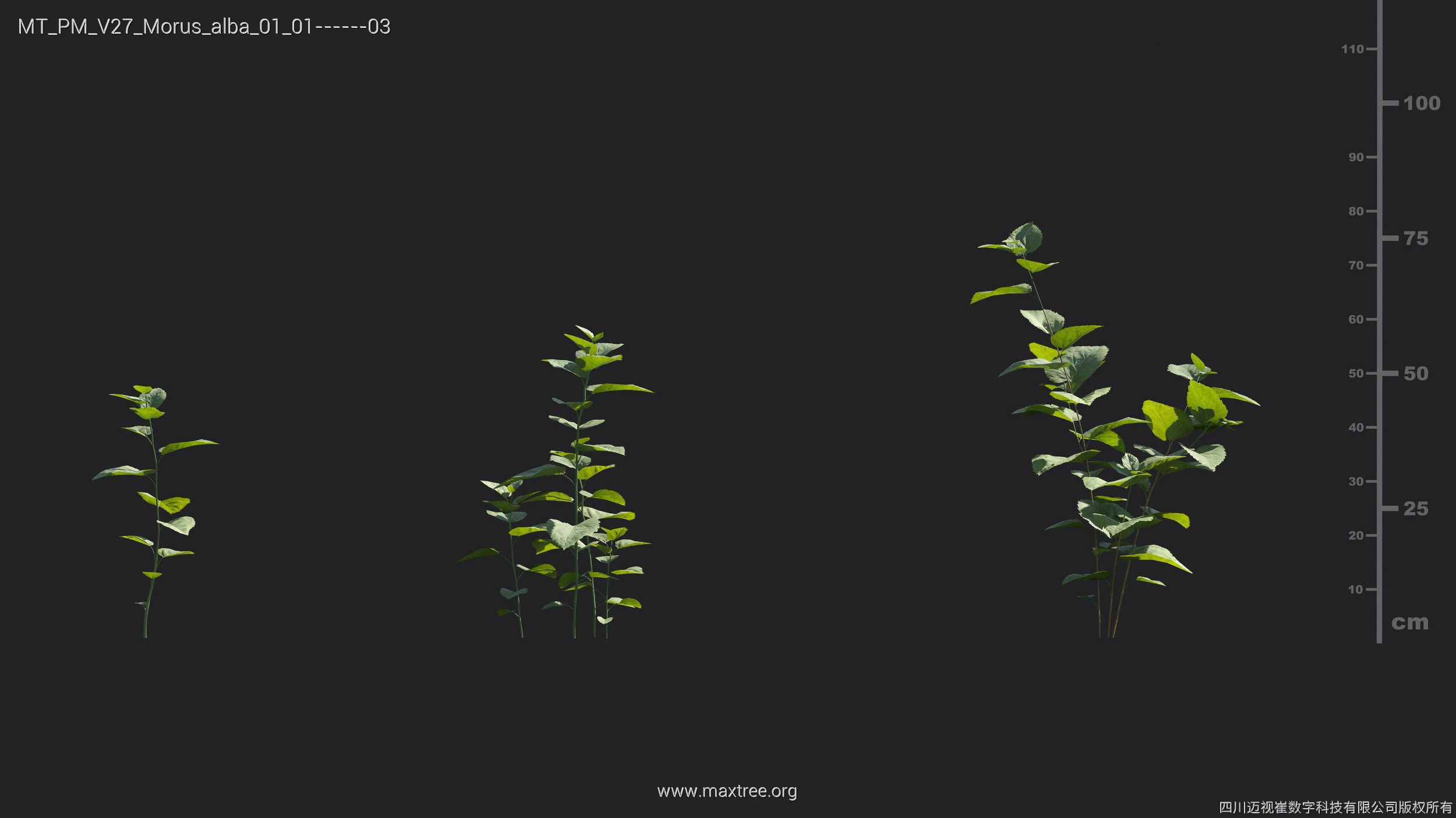 Maxtree Plant Models Vol 27 - Mesh 3D model_18