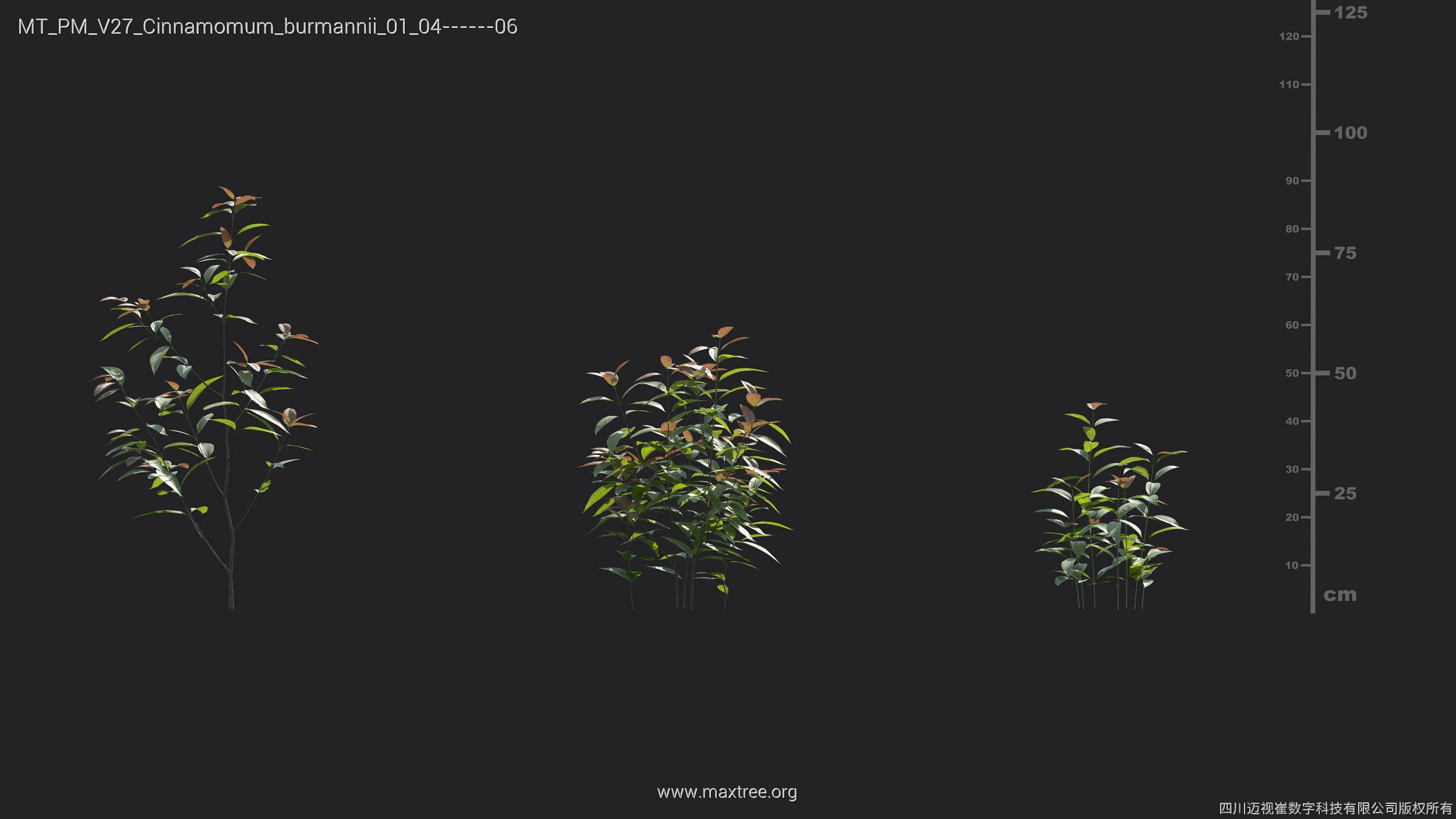 Maxtree Plant Models Vol 27 - Mesh 3D model_5