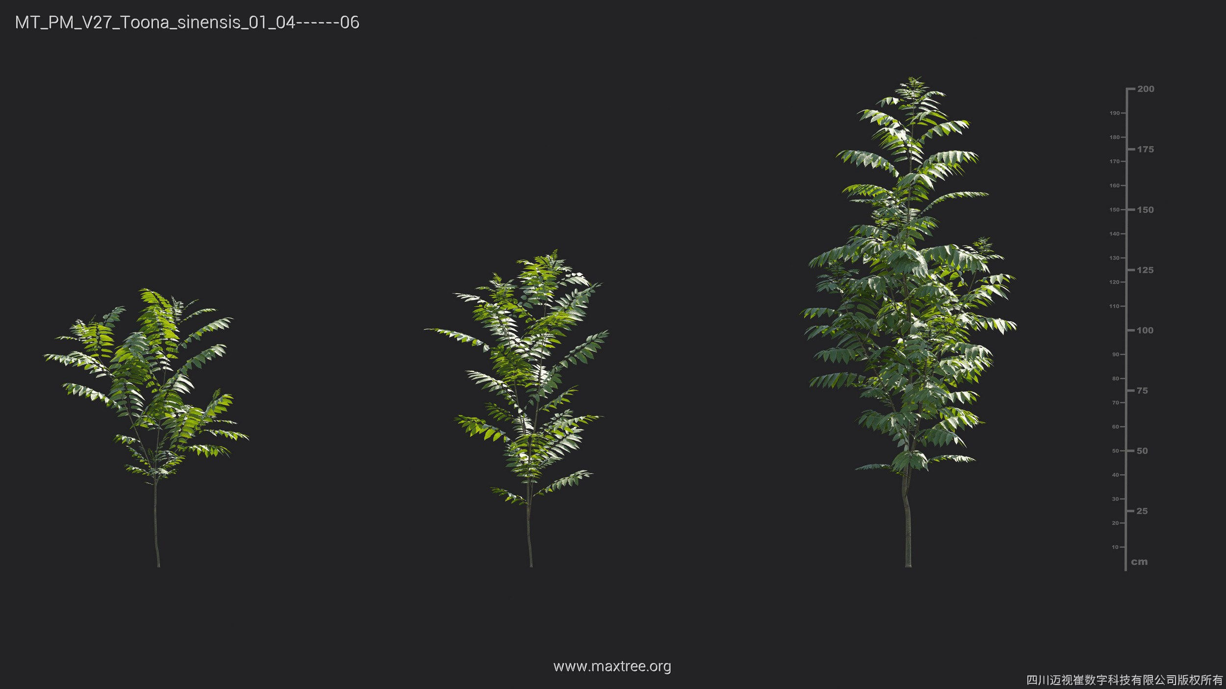 Maxtree Plant Models Vol 27 - Mesh 3D model_25