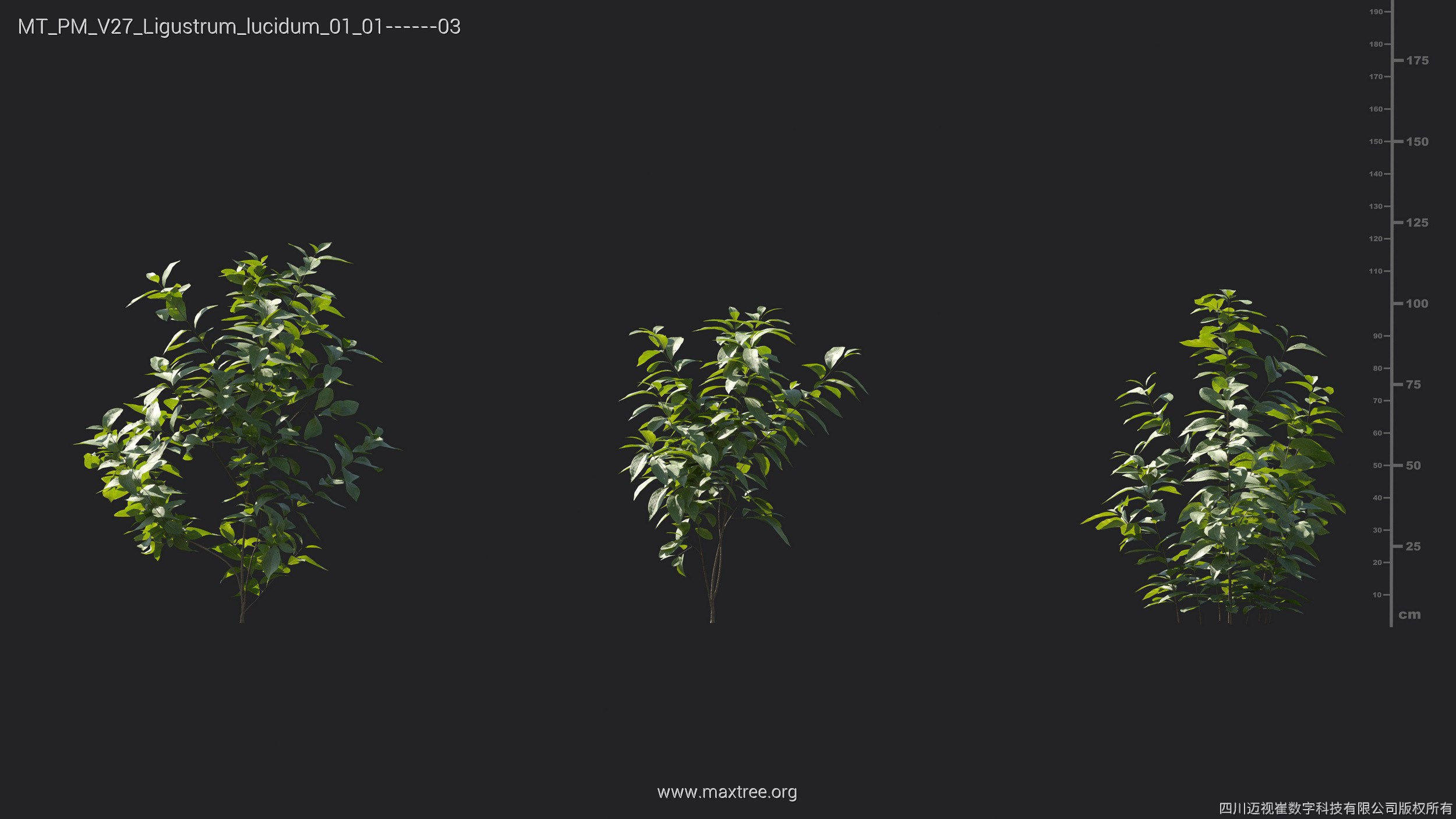 Maxtree Plant Models Vol 27 - Mesh 3D model_14