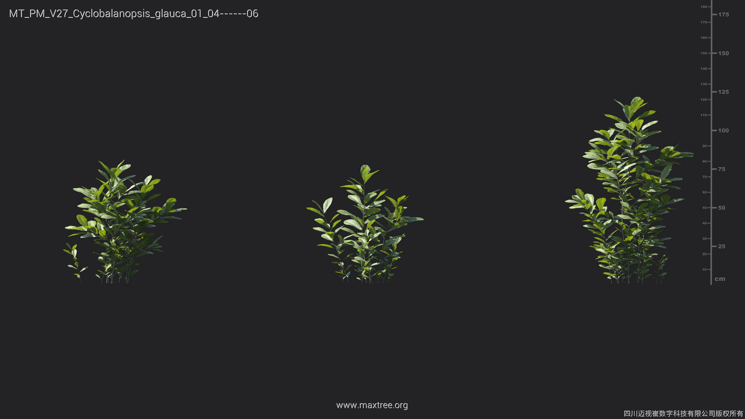 Maxtree Plant Models Vol 27 - Mesh 3D model_9
