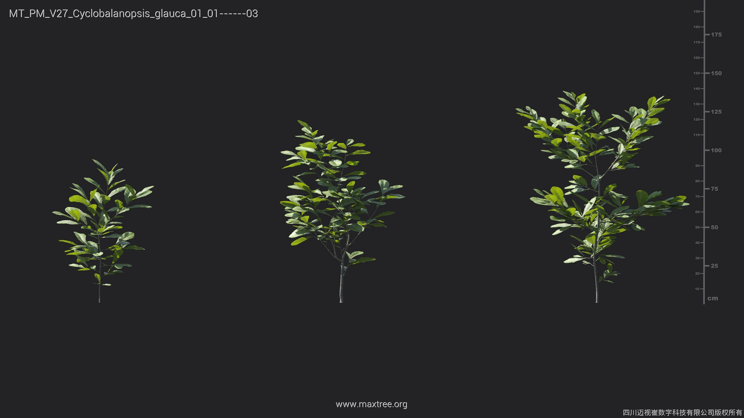 Maxtree Plant Models Vol 27 - Mesh 3D model_8