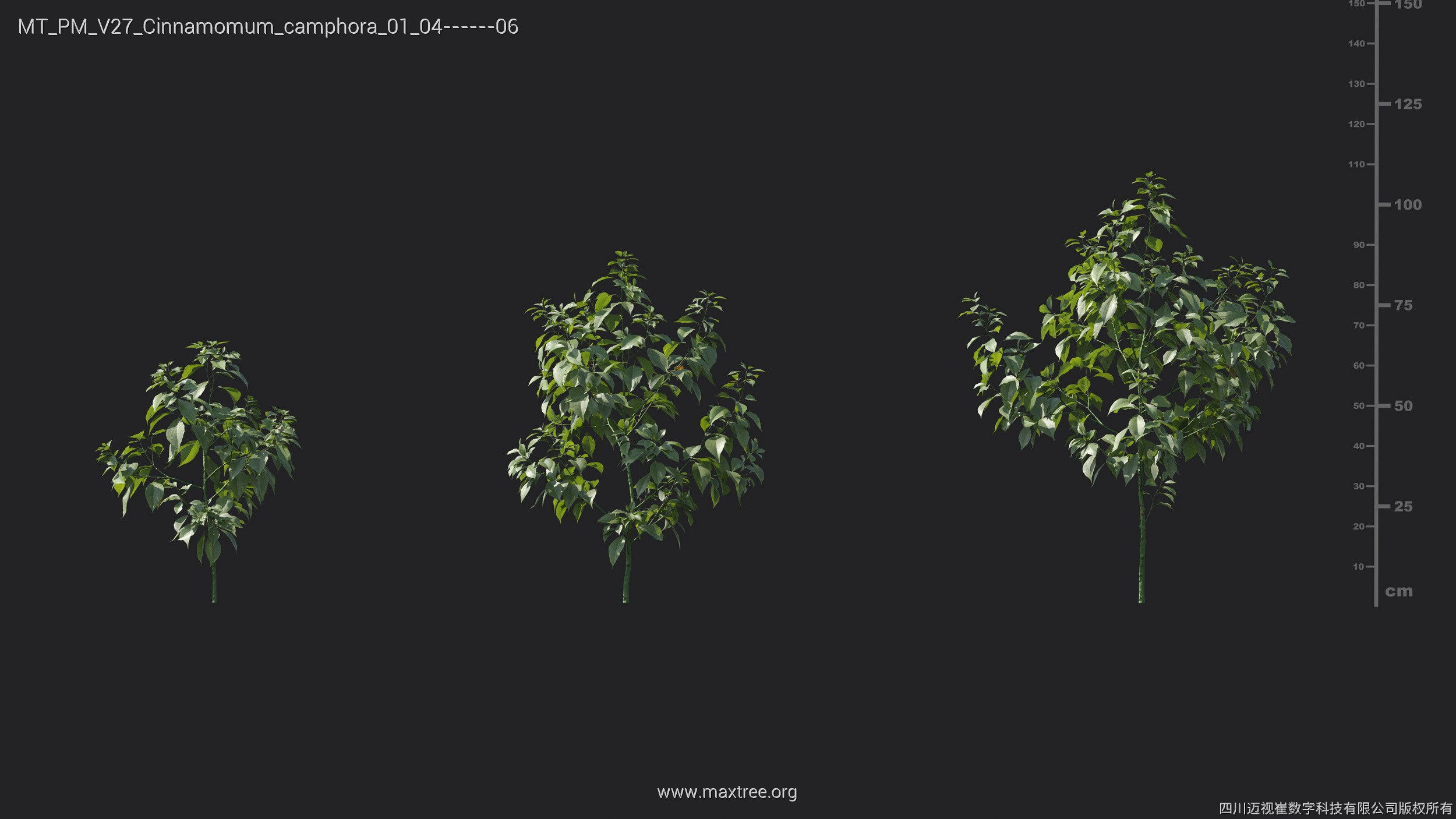 Maxtree Plant Models Vol 27 - Mesh 3D model_7