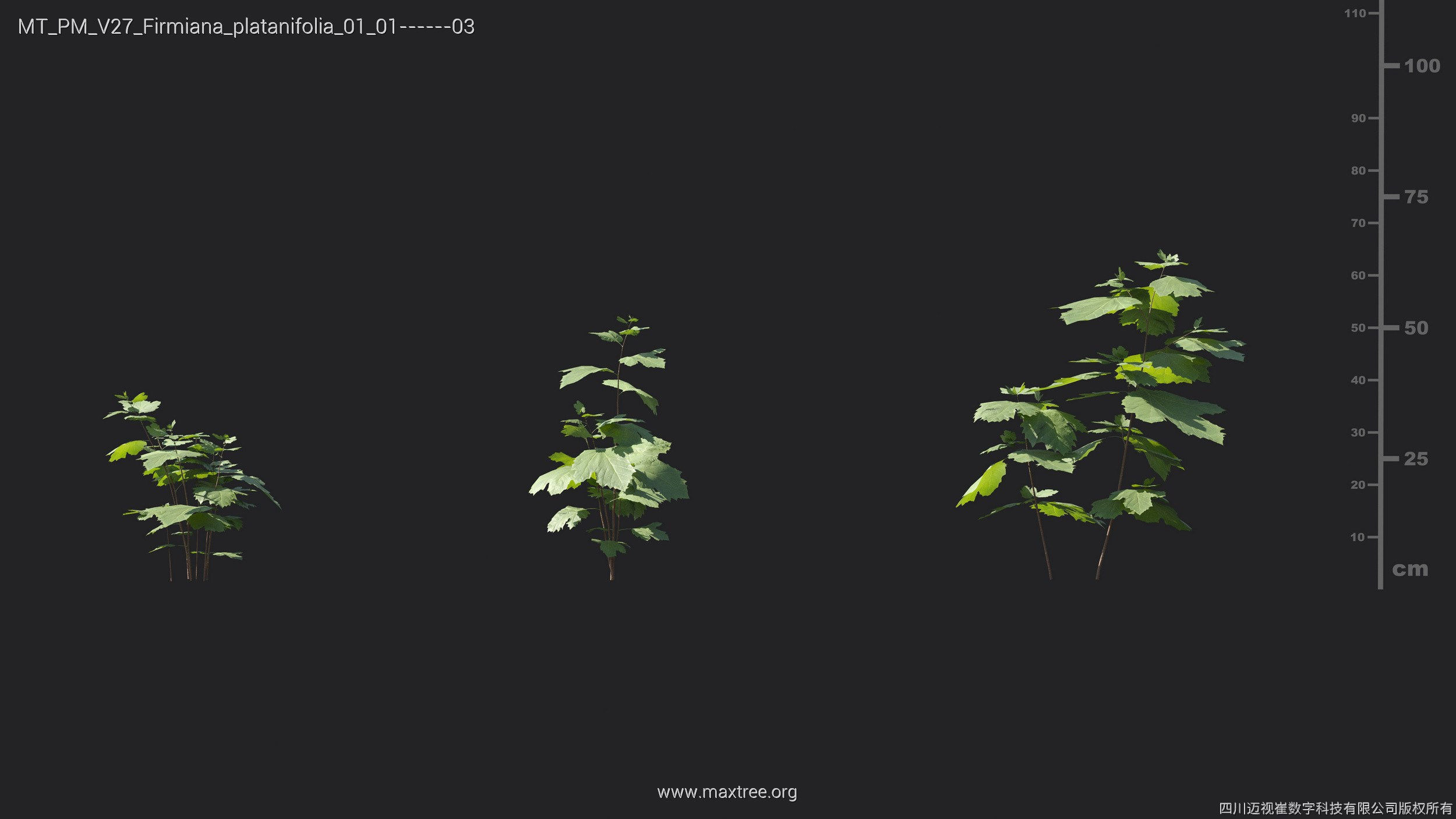 Maxtree Plant Models Vol 27 - Mesh 3D model_10