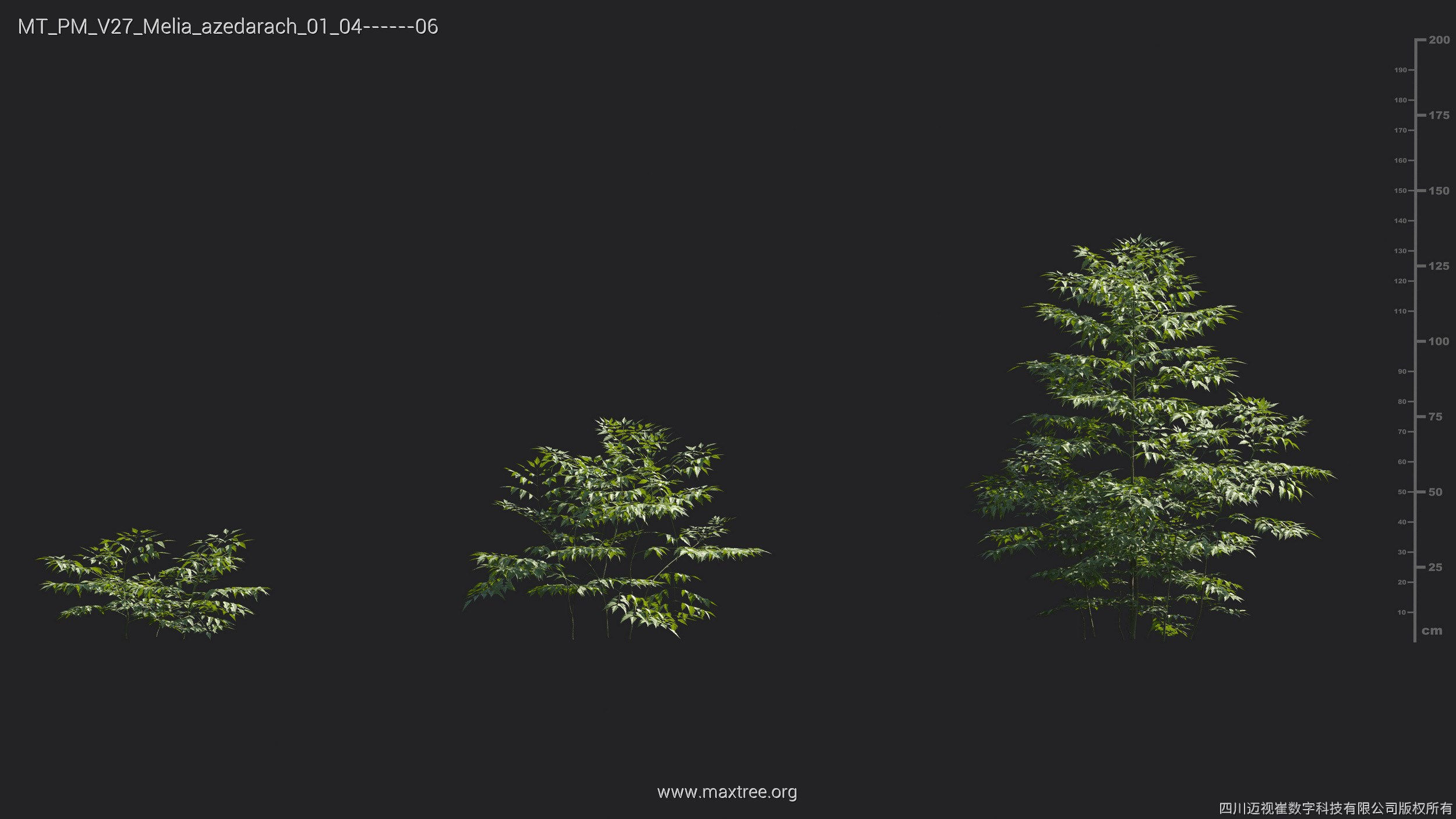 Maxtree Plant Models Vol 27 - Mesh 3D model_17