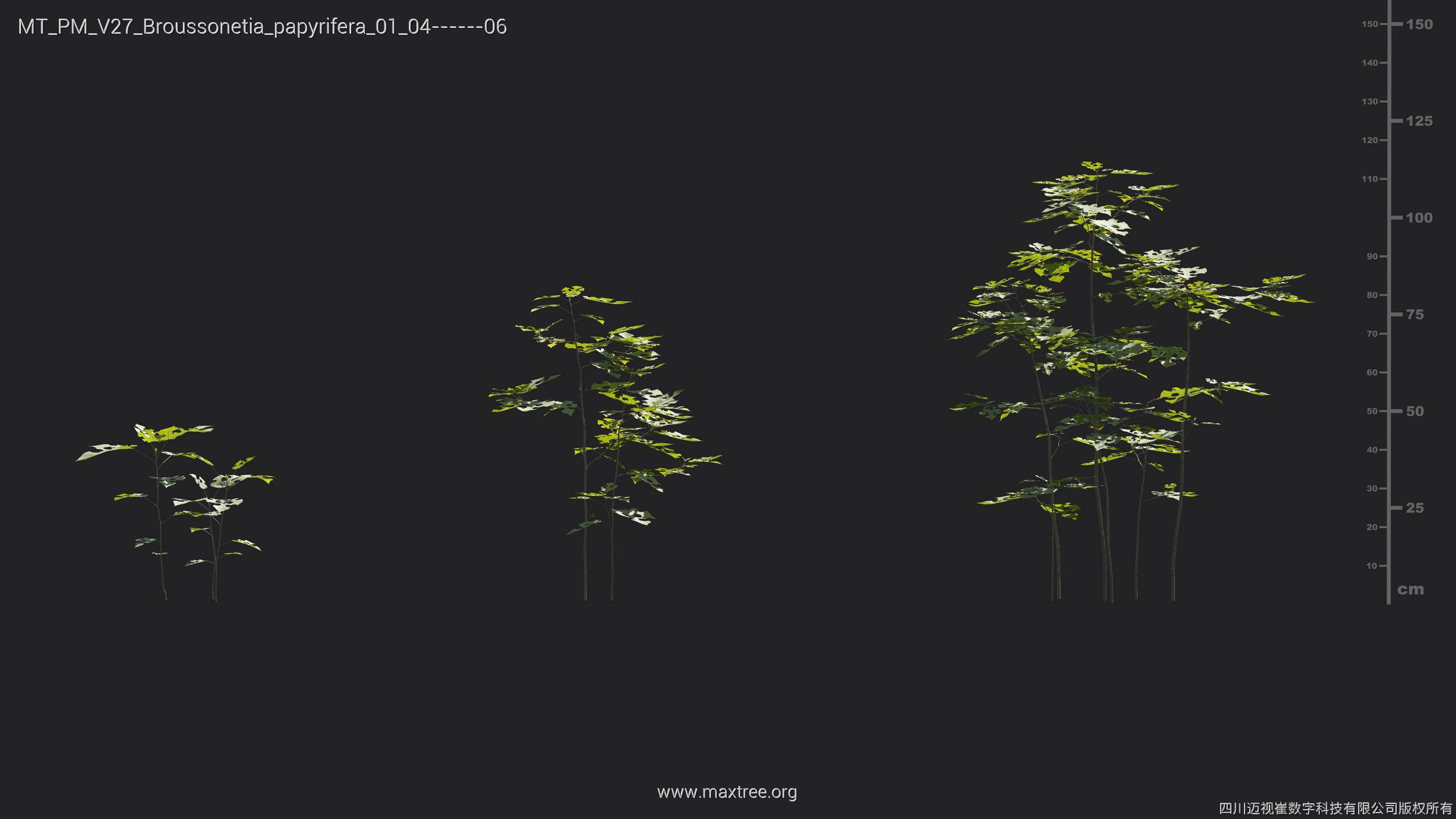 Maxtree Plant Models Vol 27 - Mesh 3D model_3