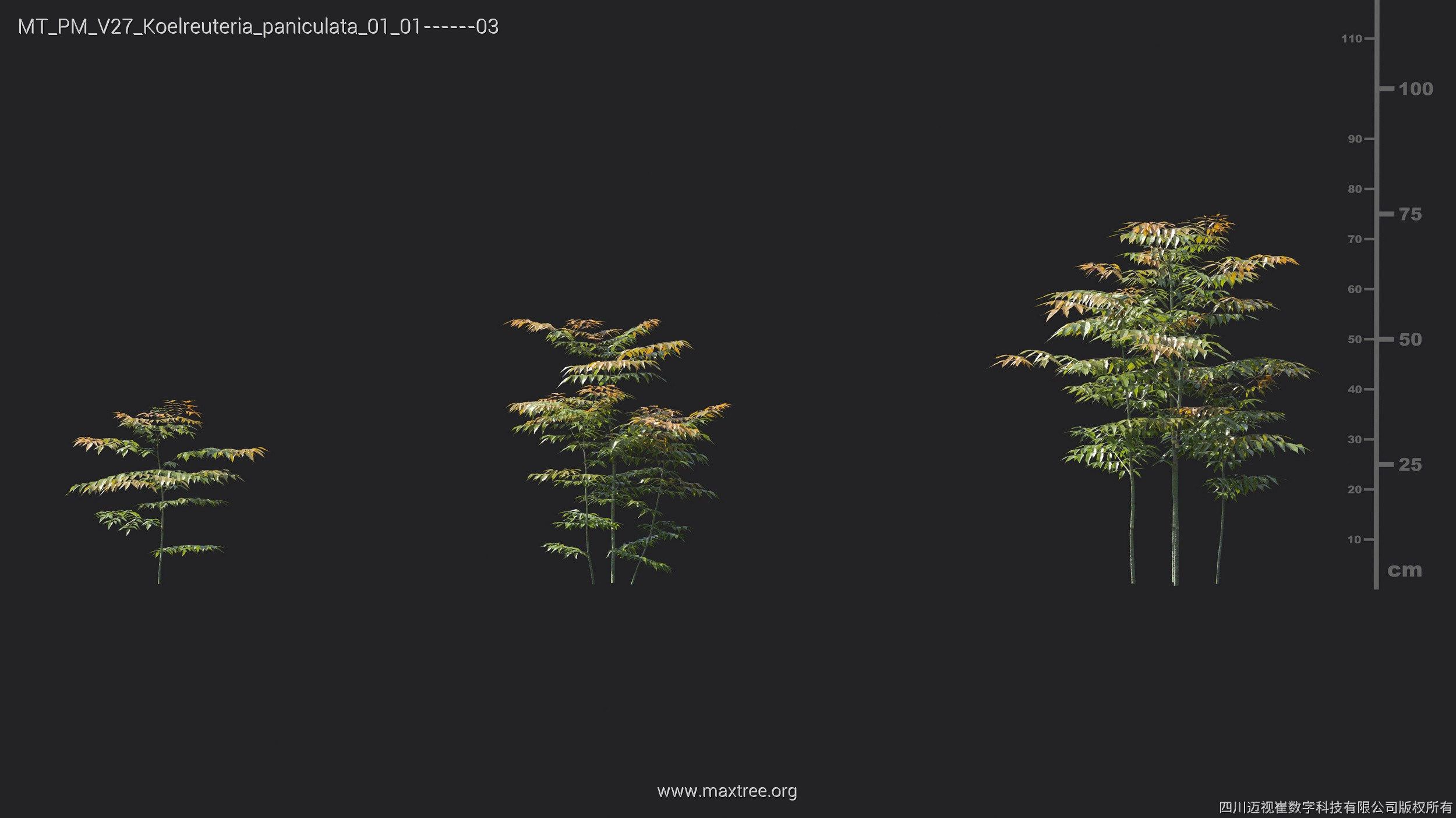 Maxtree Plant Models Vol 27 - Mesh 3D model_12