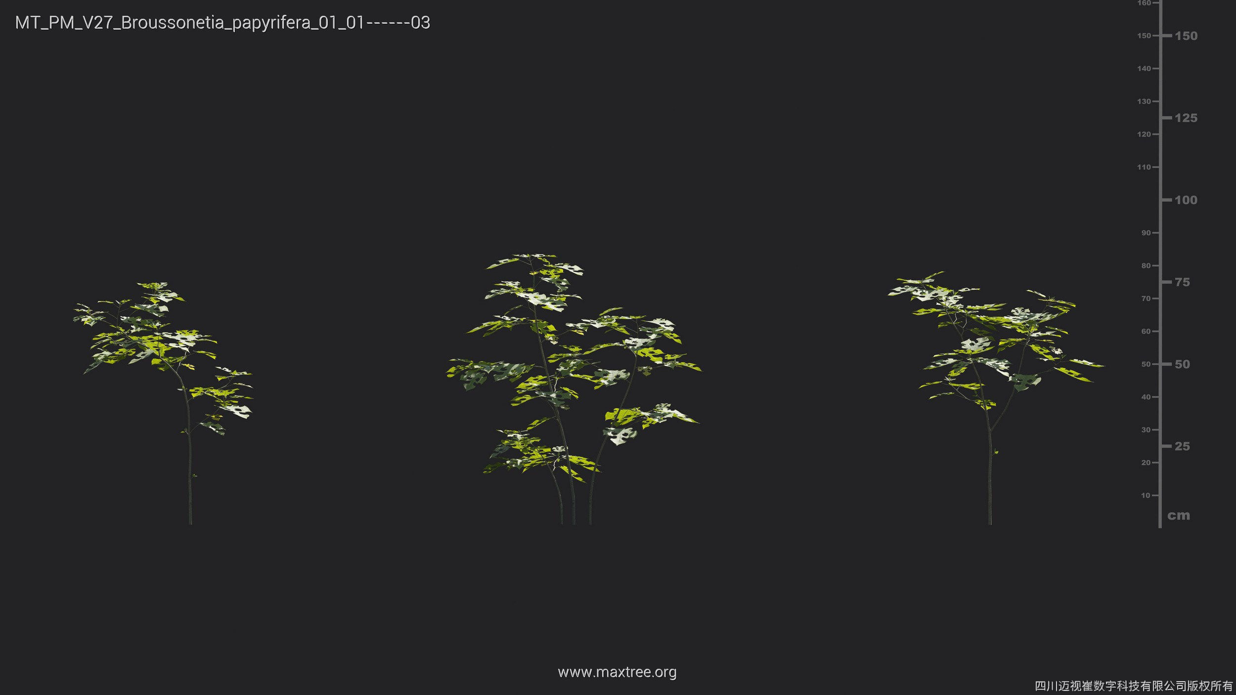 Maxtree Plant Models Vol 27 - Mesh 3D model_2