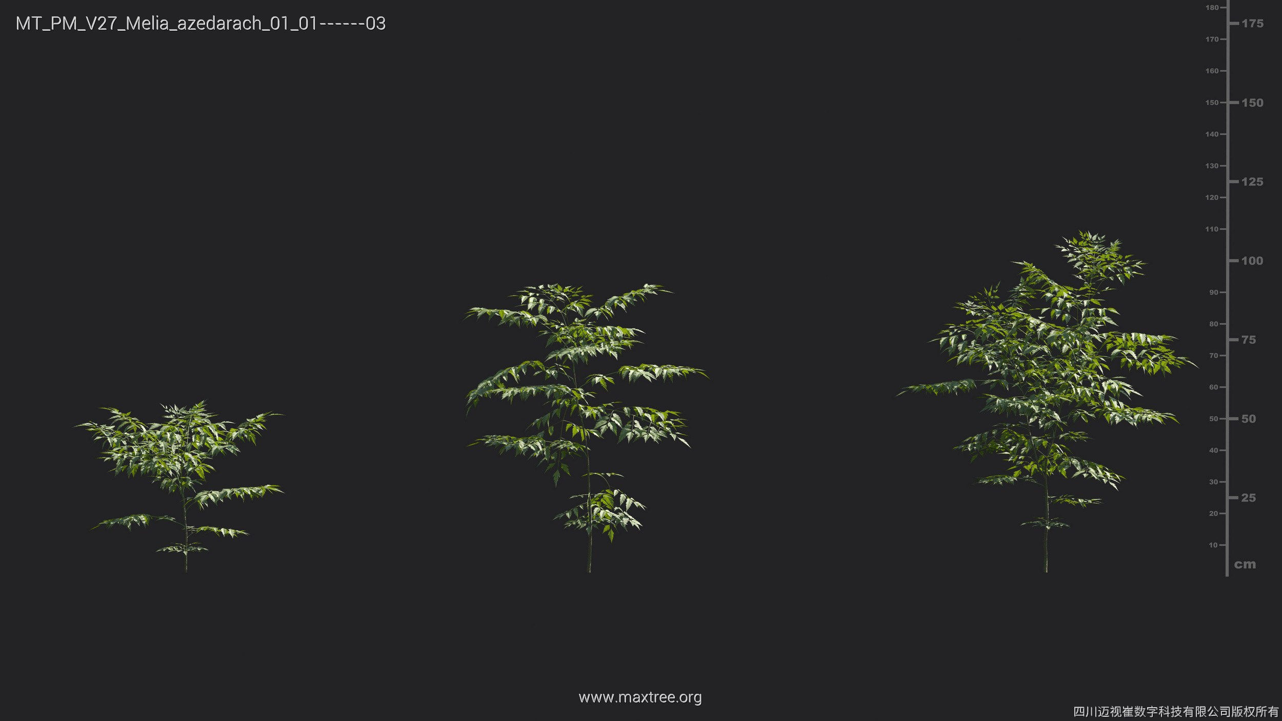 Maxtree Plant Models Vol 27 - Mesh 3D model_16