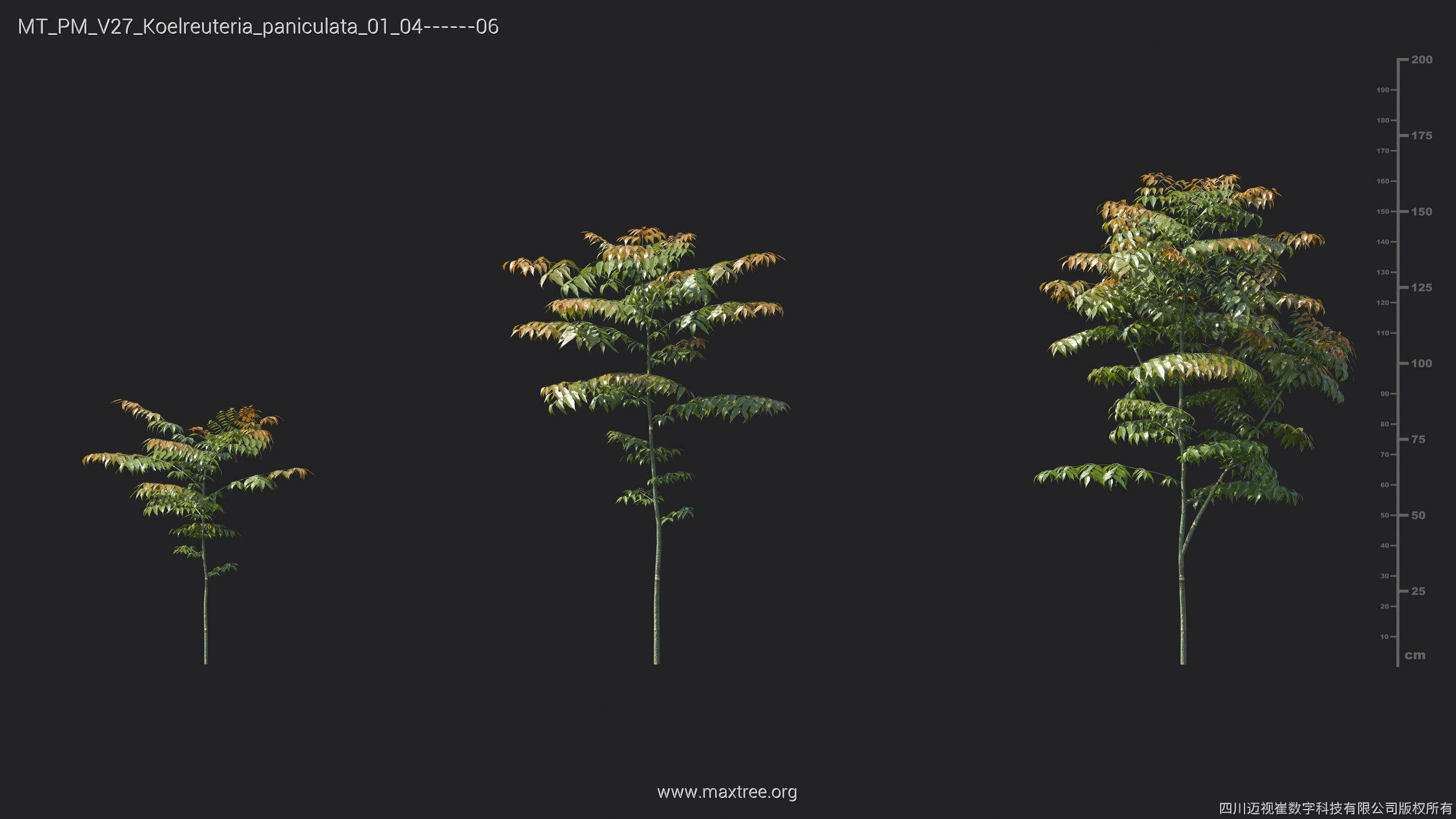 Maxtree Plant Models Vol 27 - Mesh 3D model_13
