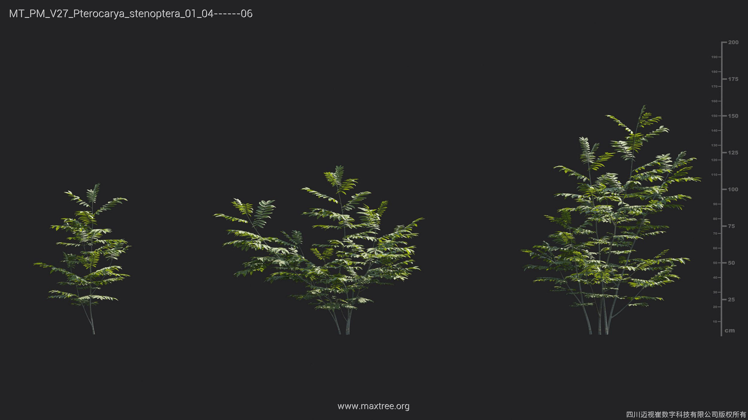 Maxtree Plant Models Vol 27 - Mesh 3D model_21