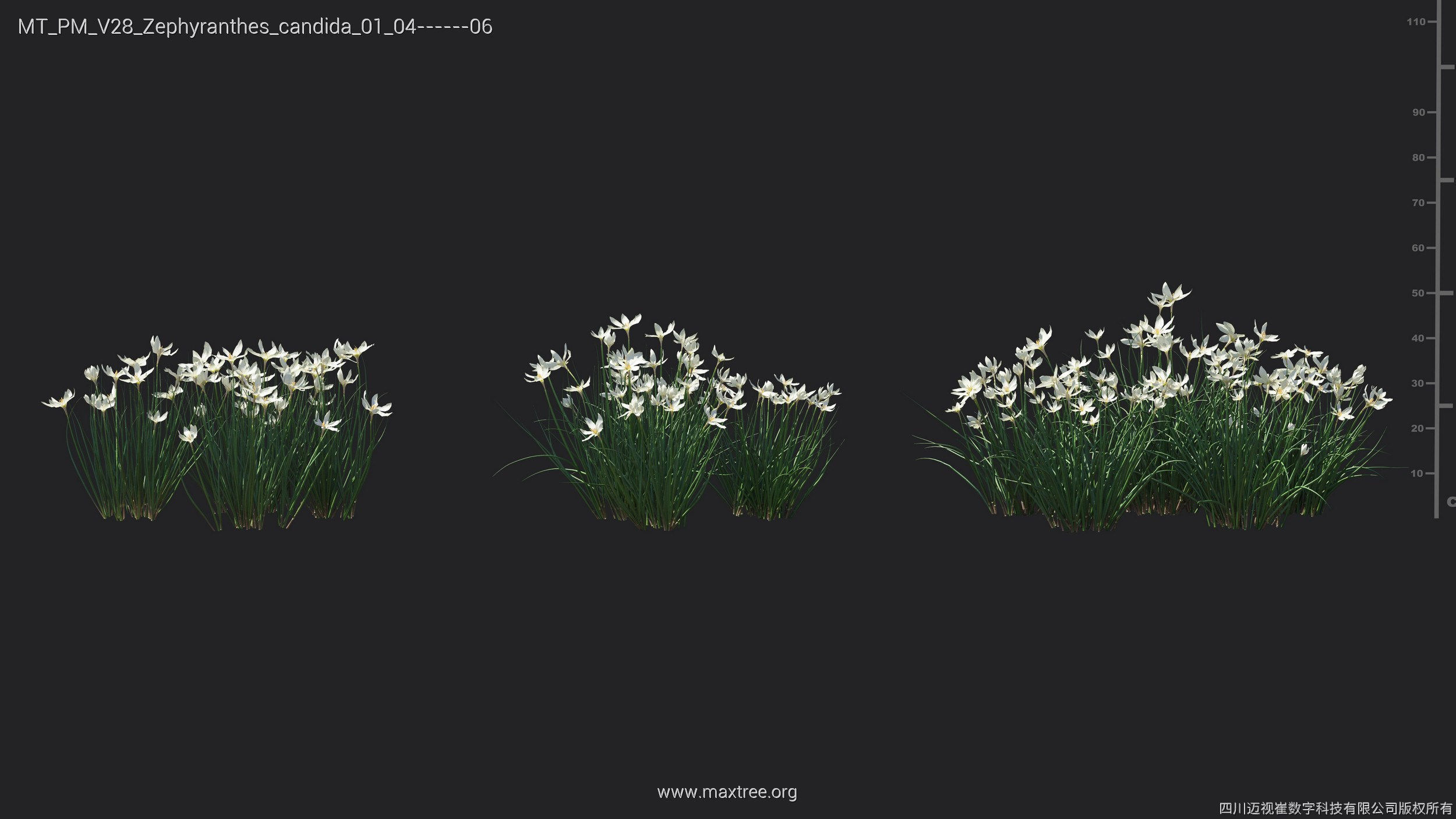 Maxtree Plant Models Vol 28 - Mesh 3D model_10