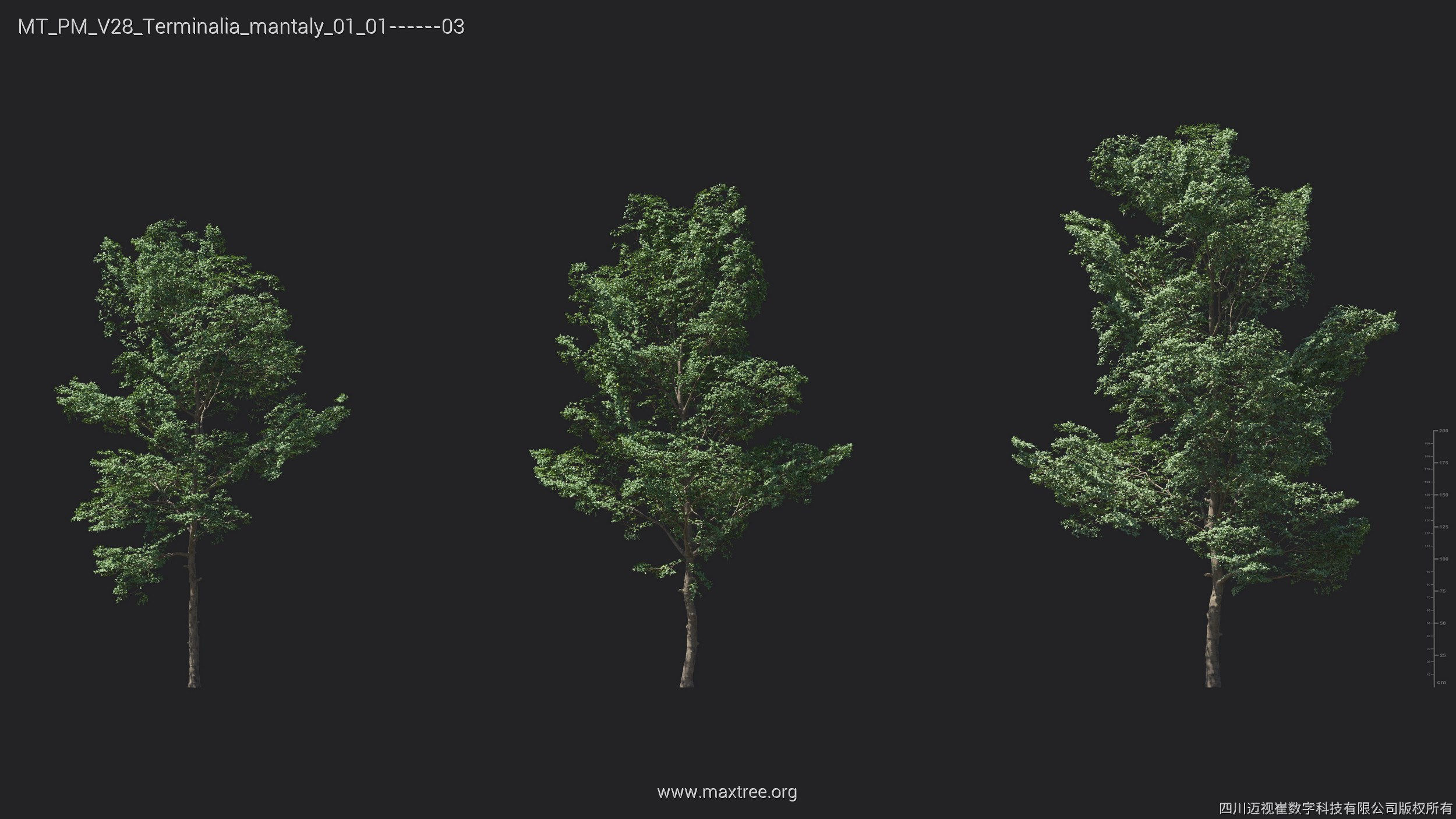 Maxtree Plant Models Vol 28 - Mesh 3D model_8