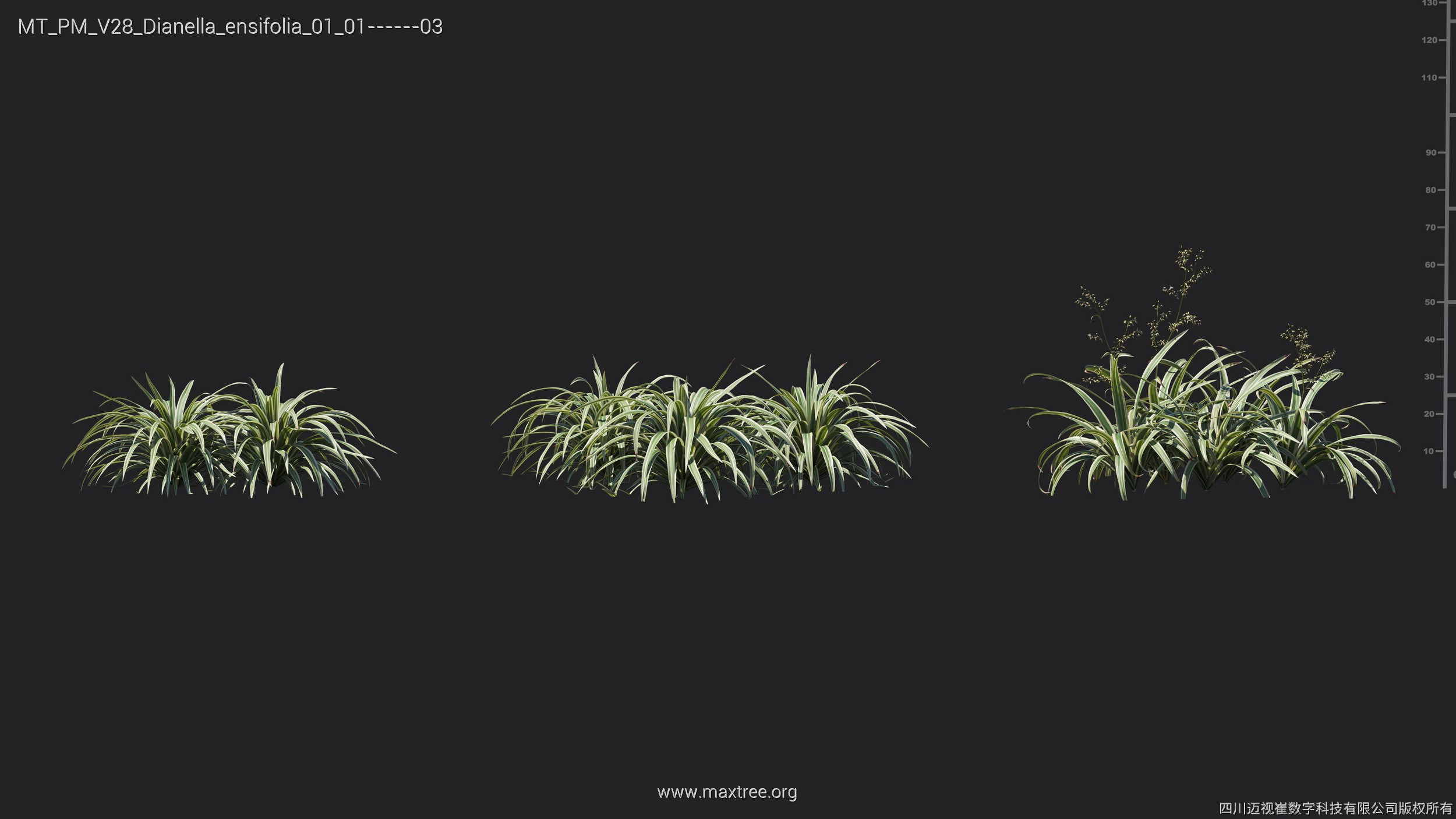 Maxtree Plant Models Vol 28 - Mesh 3D model_9
