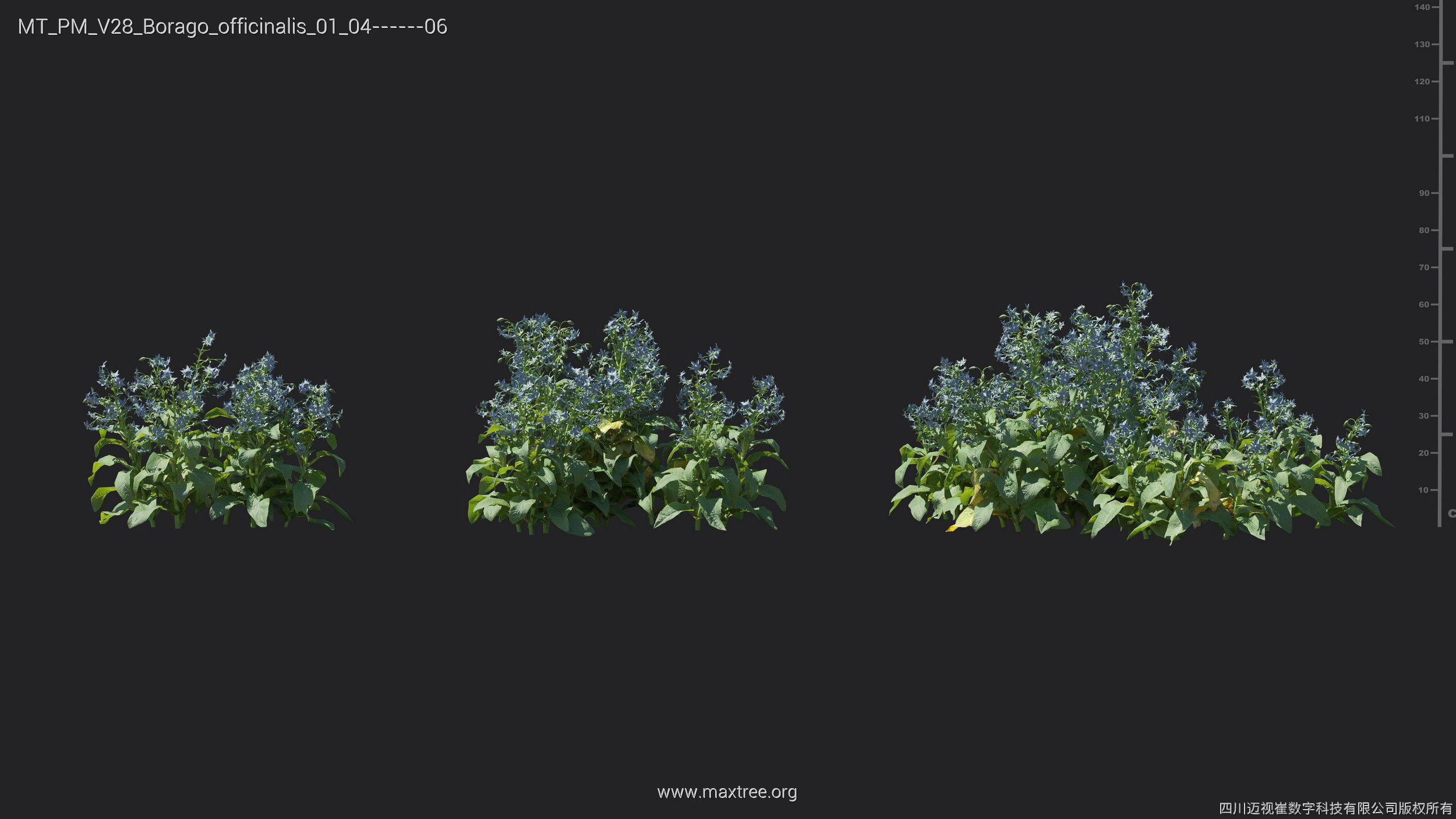 Maxtree Plant Models Vol 28 - Mesh 3D model_5
